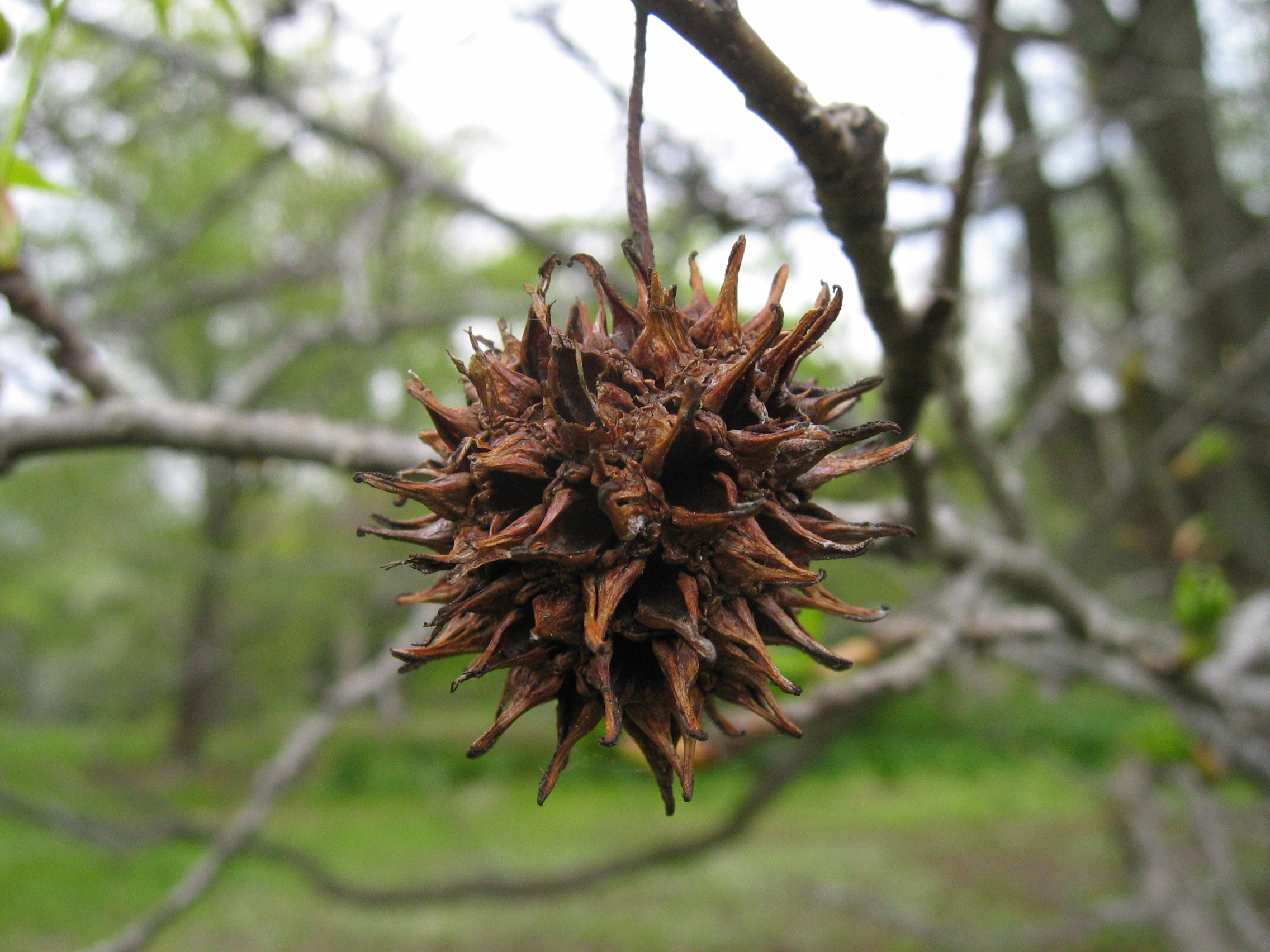 Sweetgum, a special one