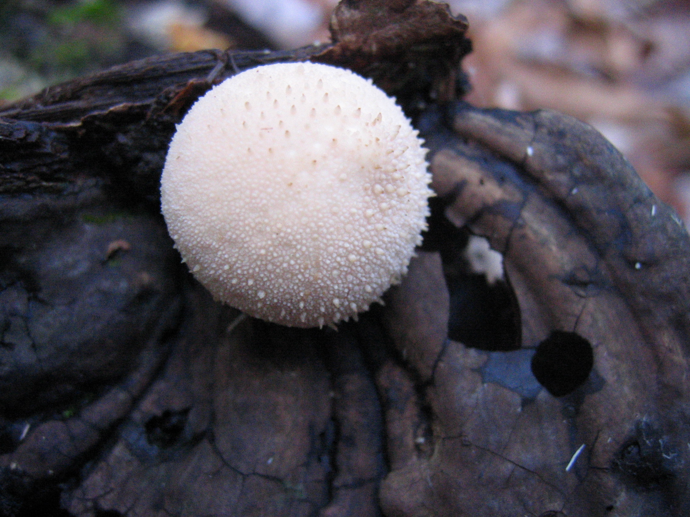 Gem-studded puffball growing on a rotting reishi