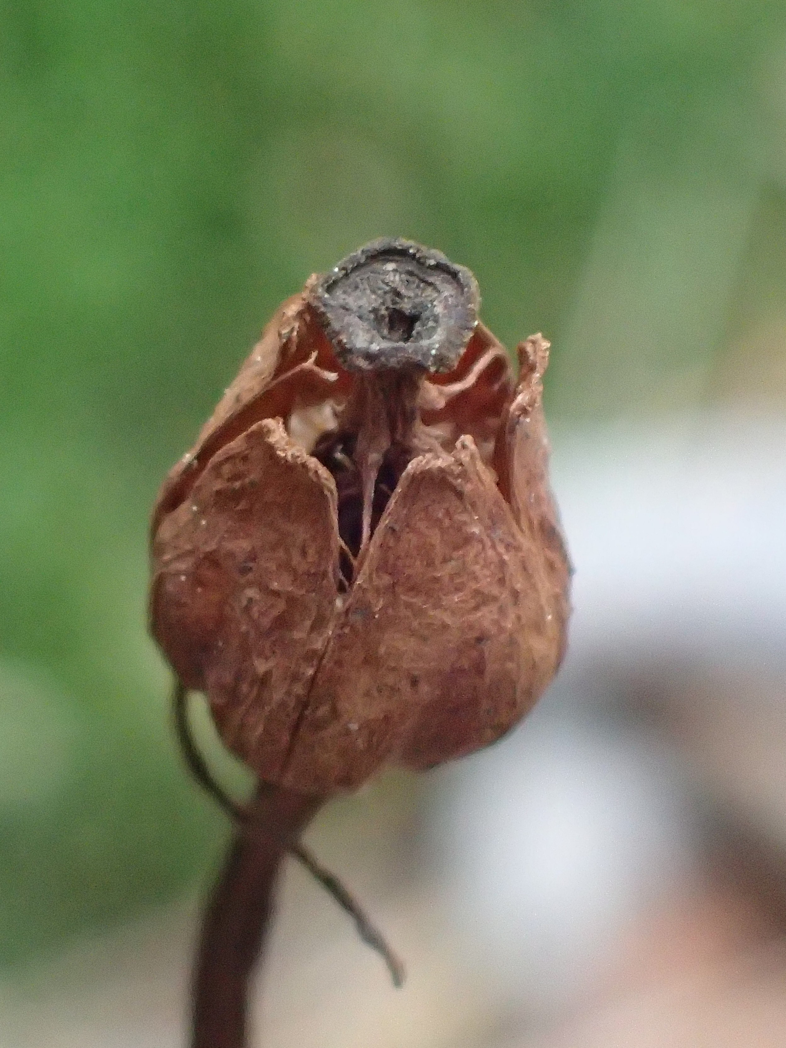 Indian or Ghost Pipe capsule