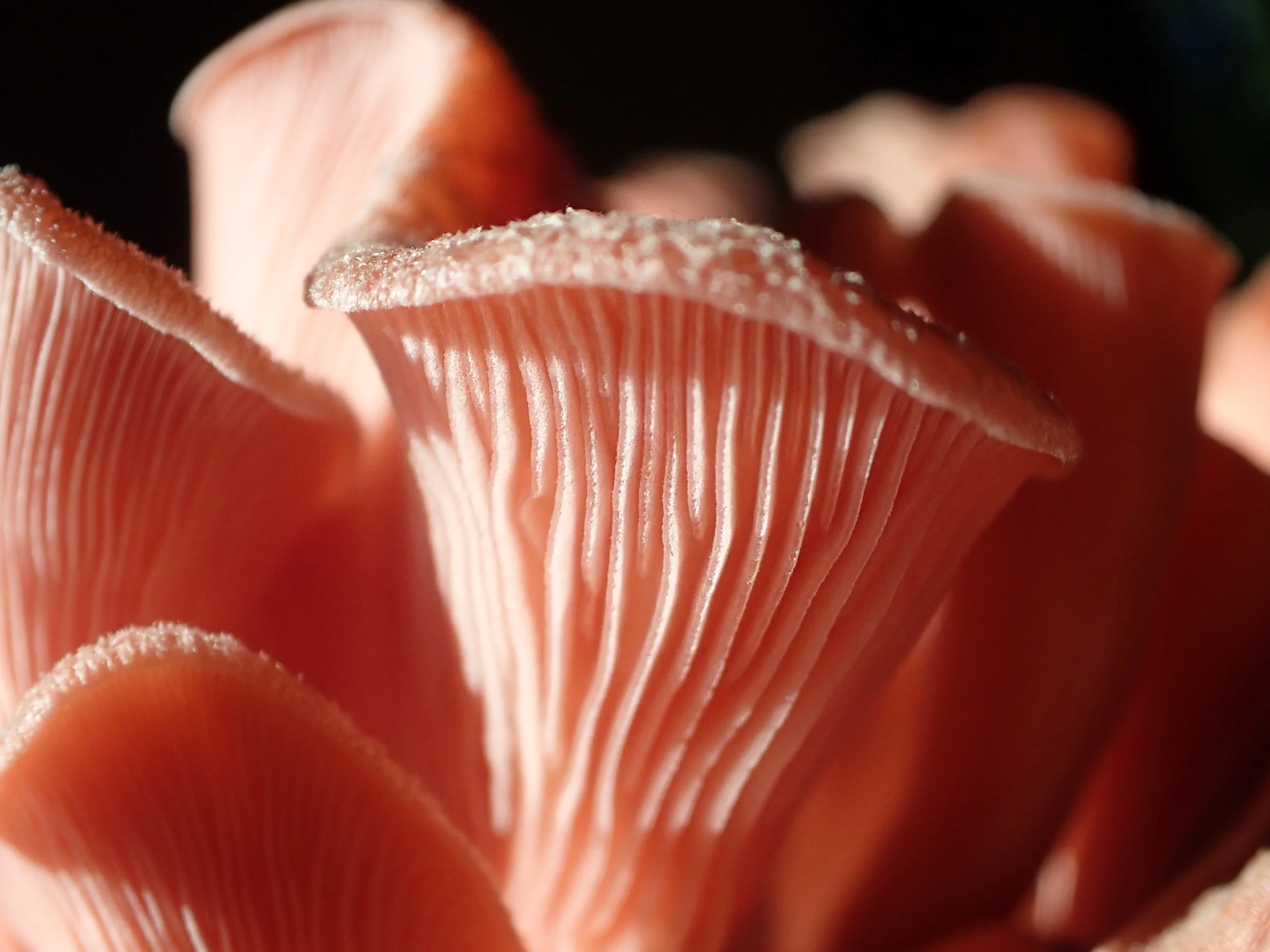 Oyster mushroom