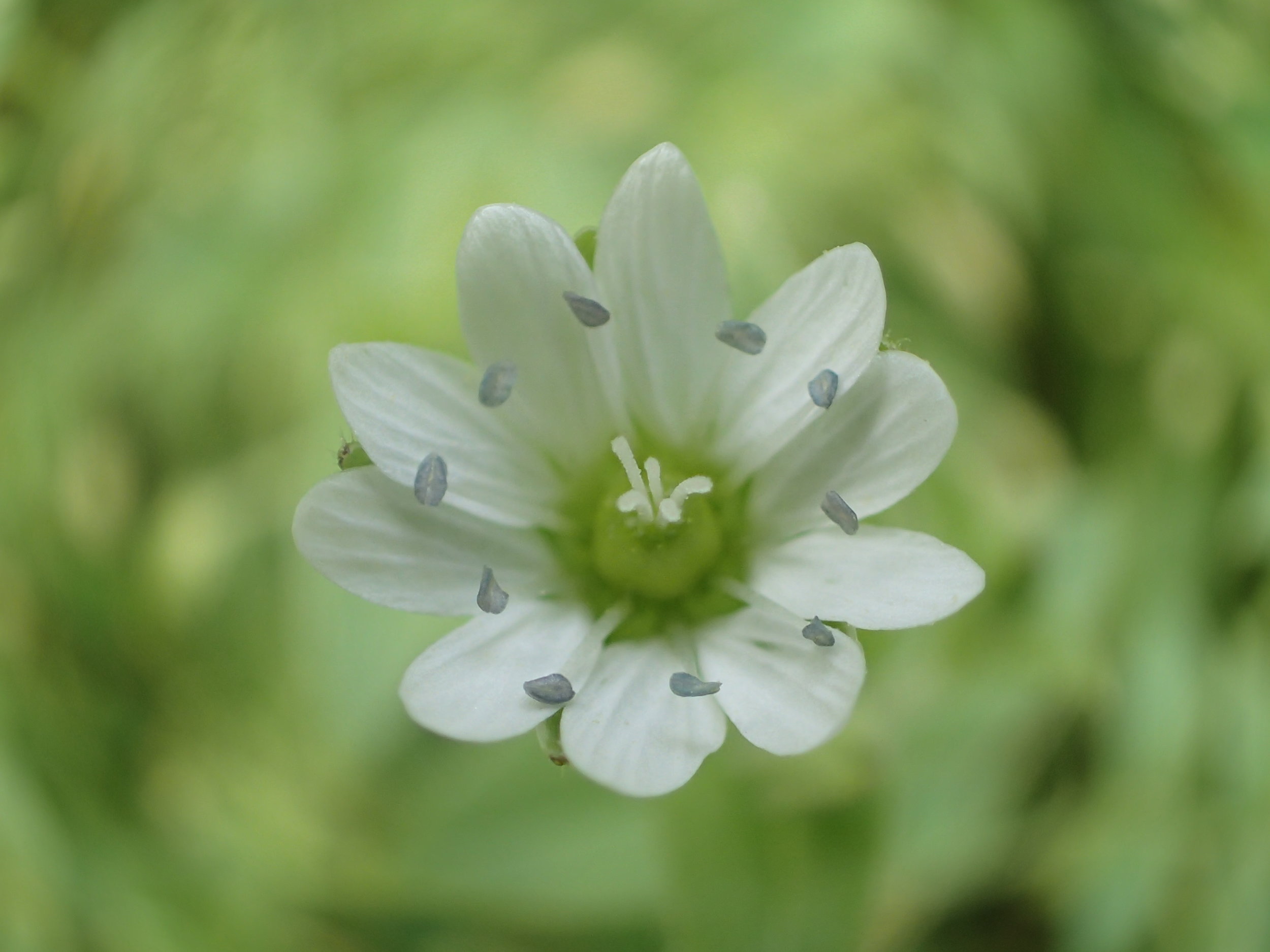 Chickweed up close and personal