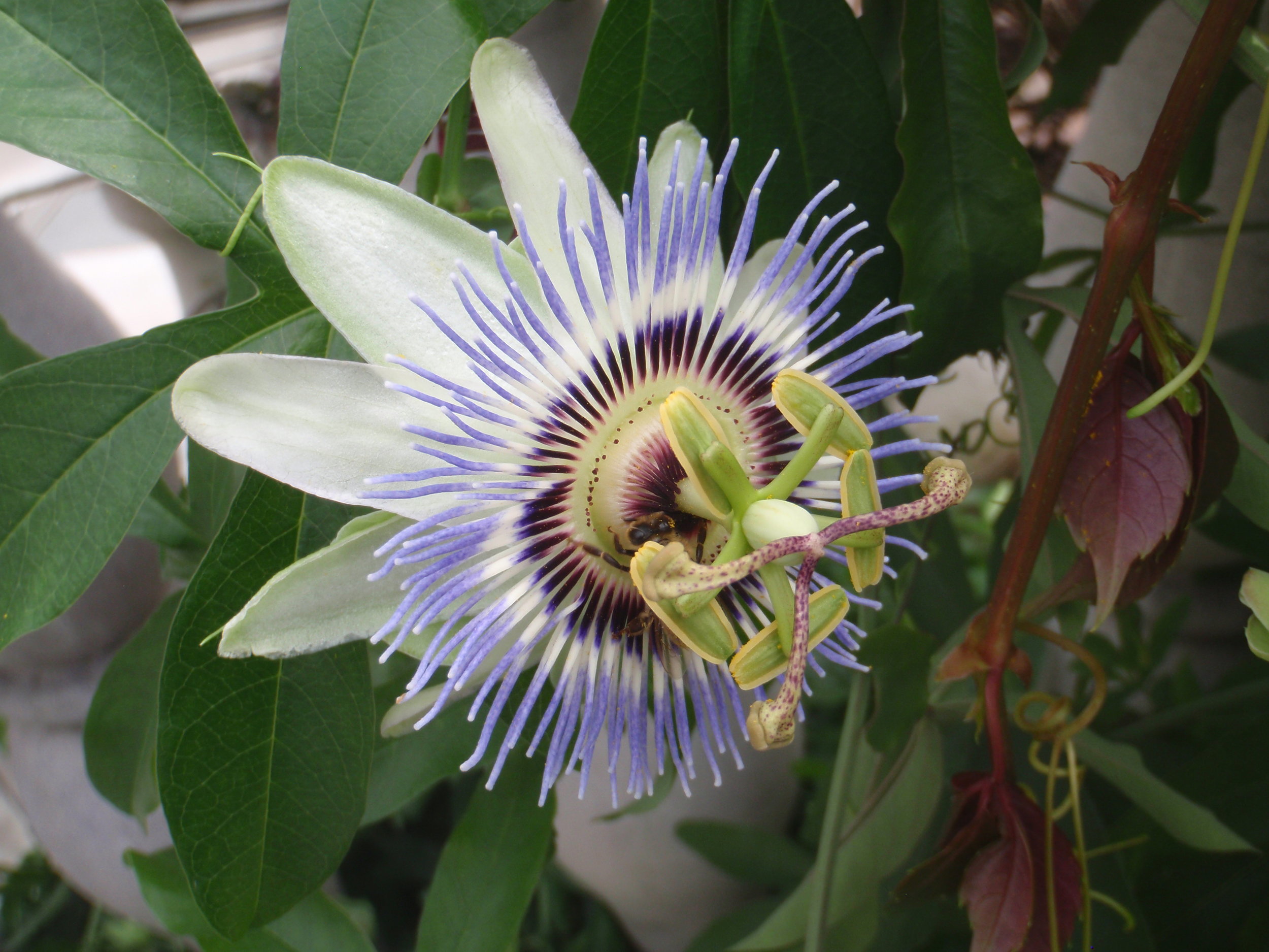 Passionflower