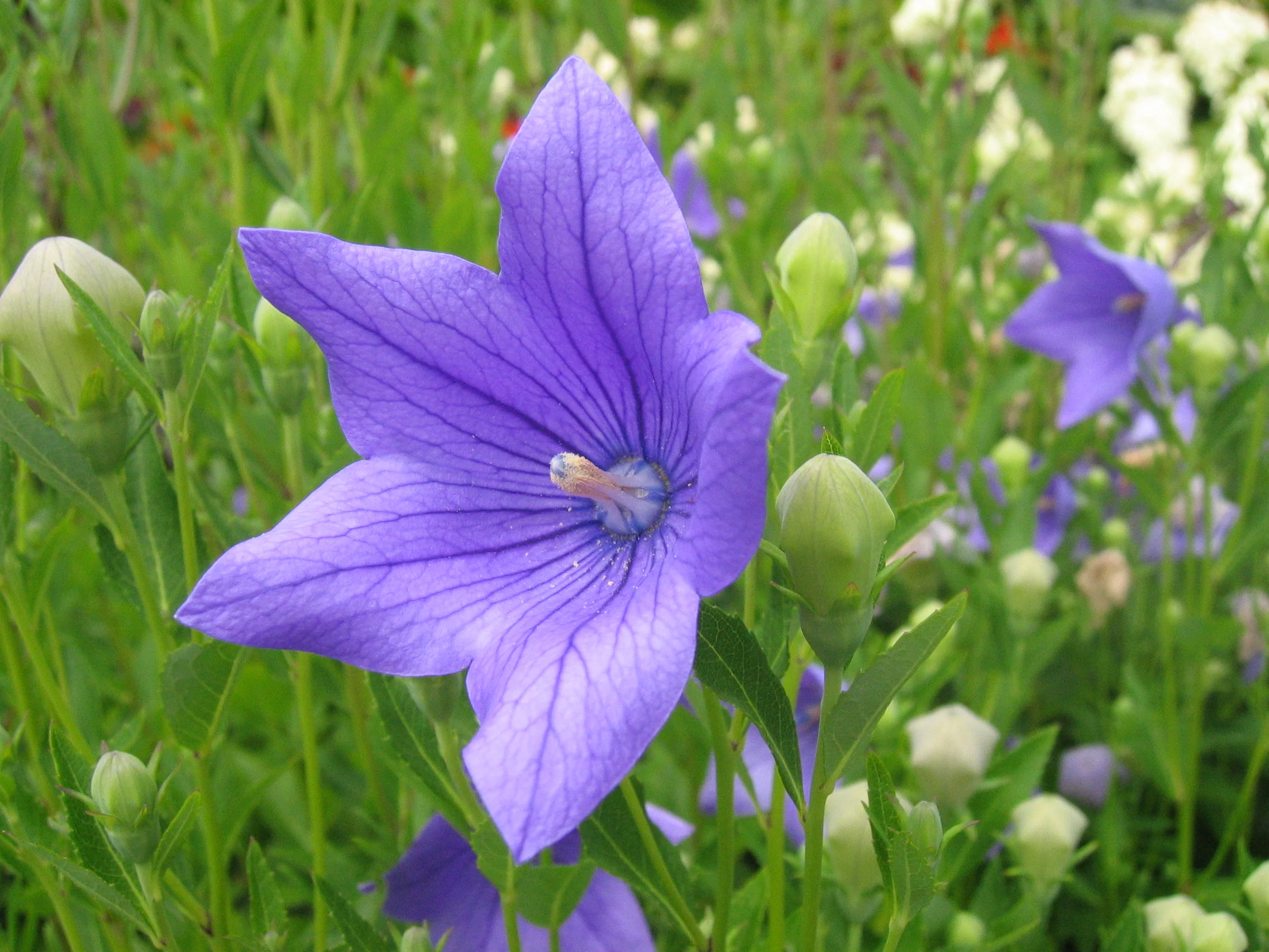 Balloon flower / jie geng with open flower