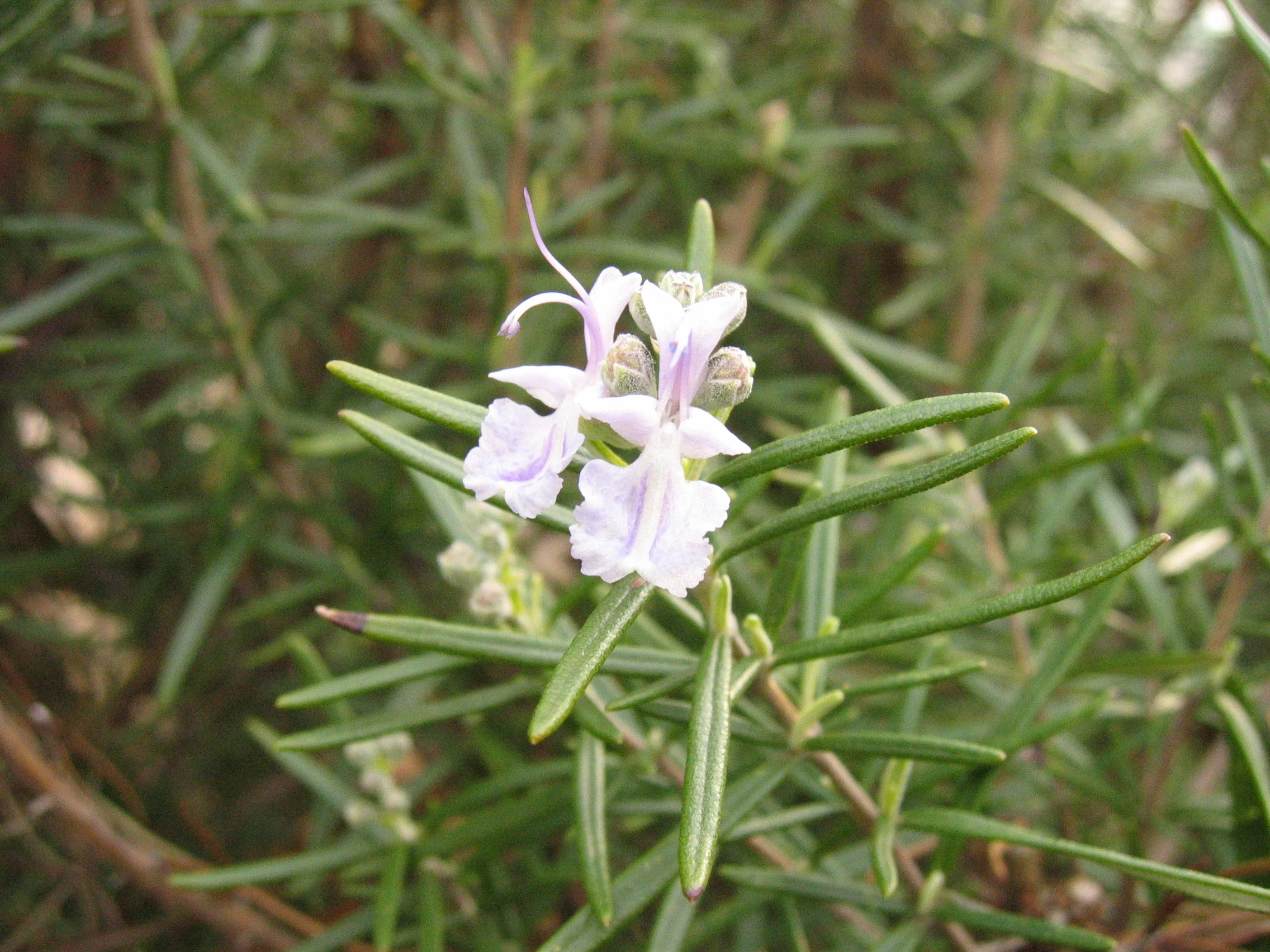 Rosemary