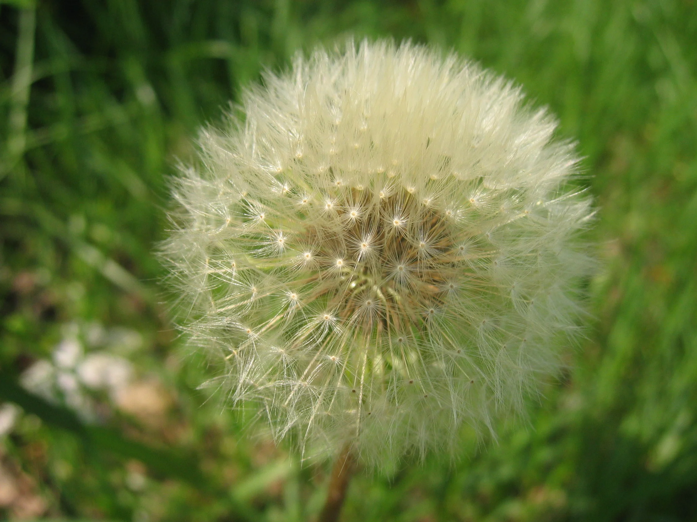 Dandelion seed head, a thing of wonder