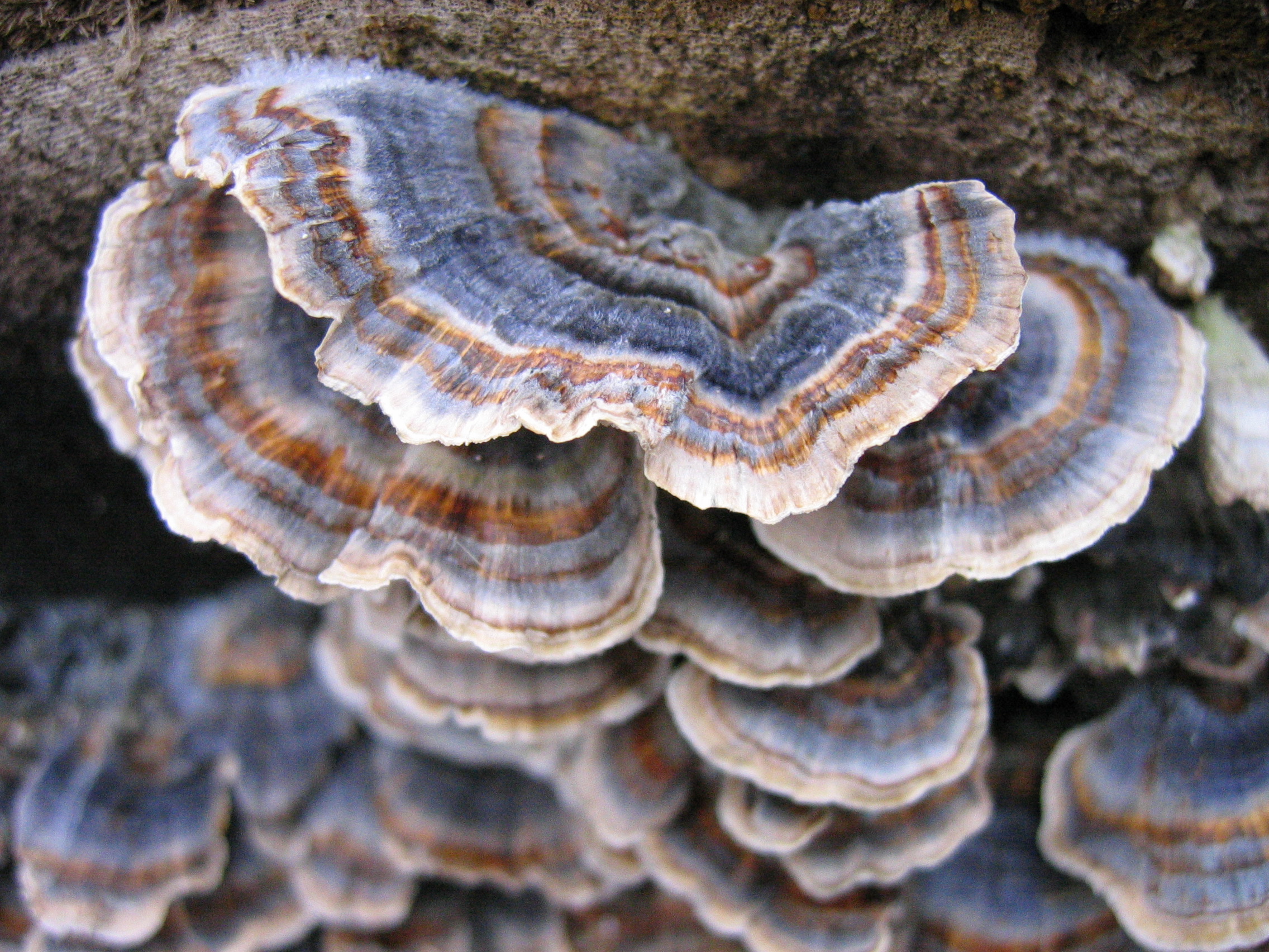 Turkey tail