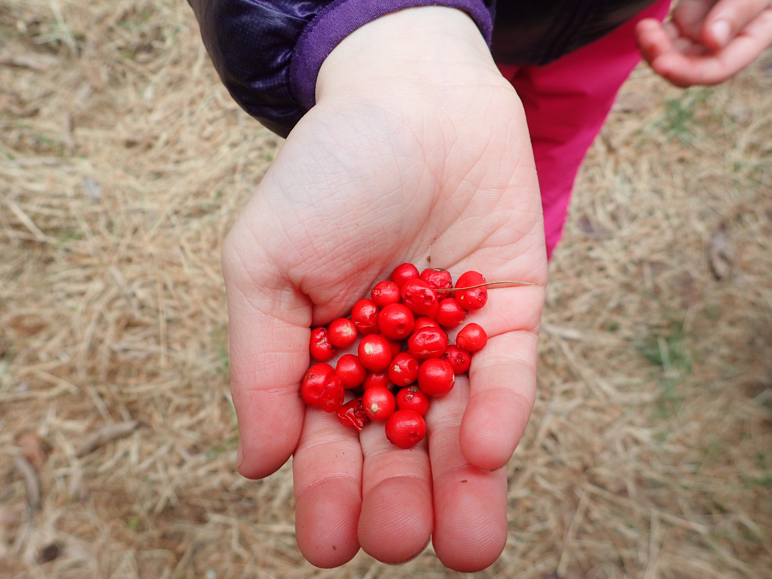 Partridge berry fruit and friend