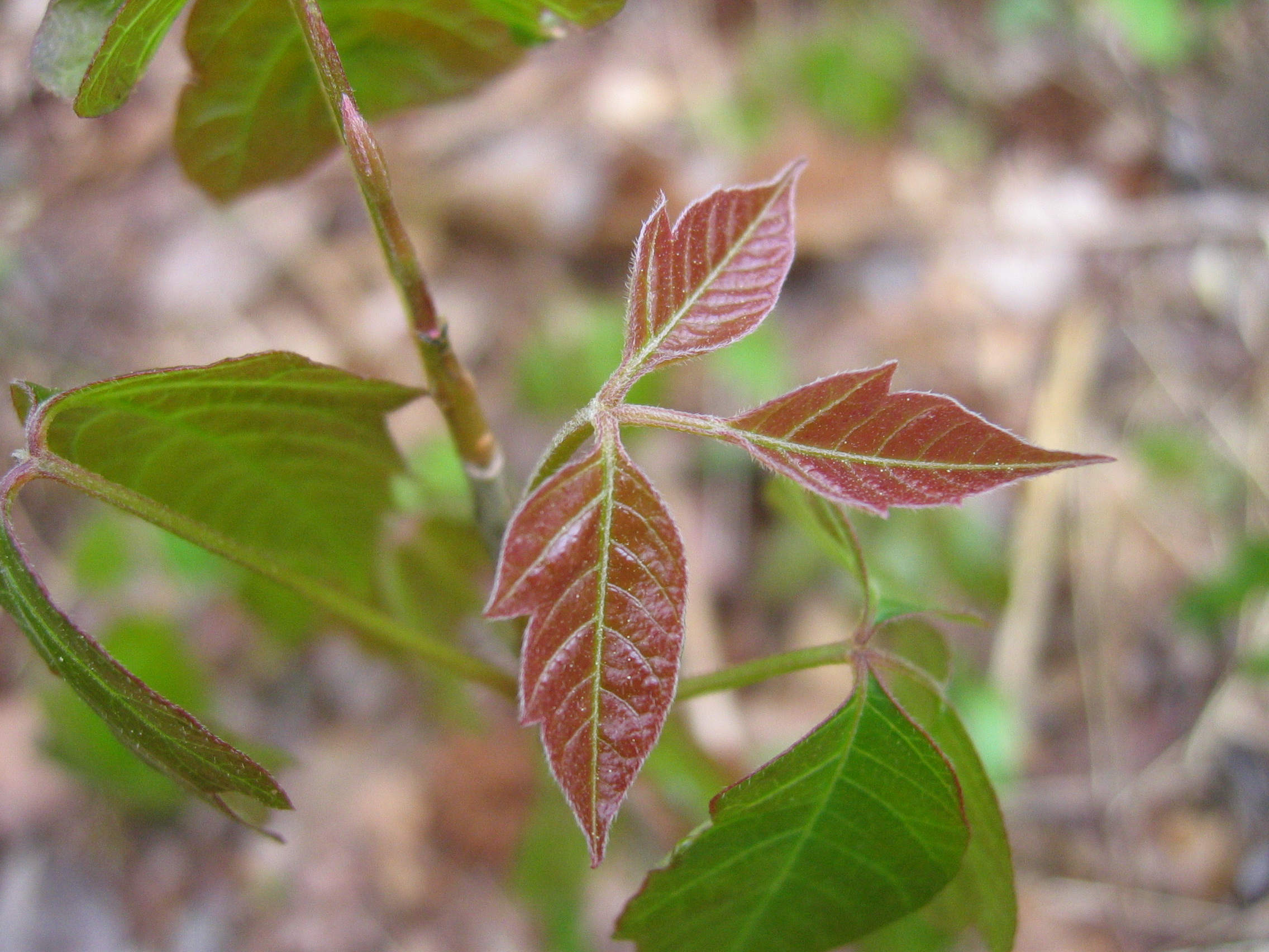 Poison ivy, friend not foe