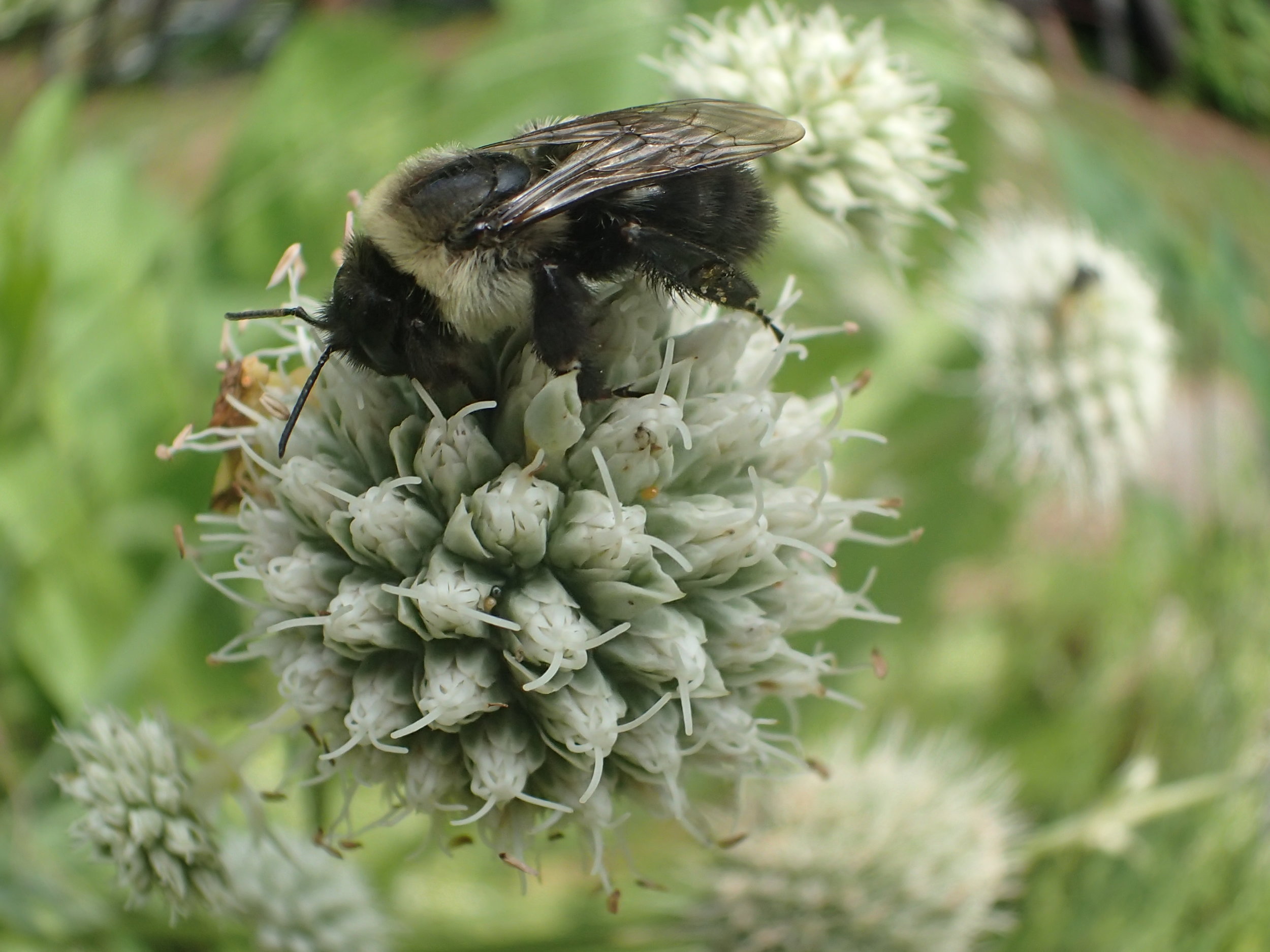 Rattlesnake Master with friend