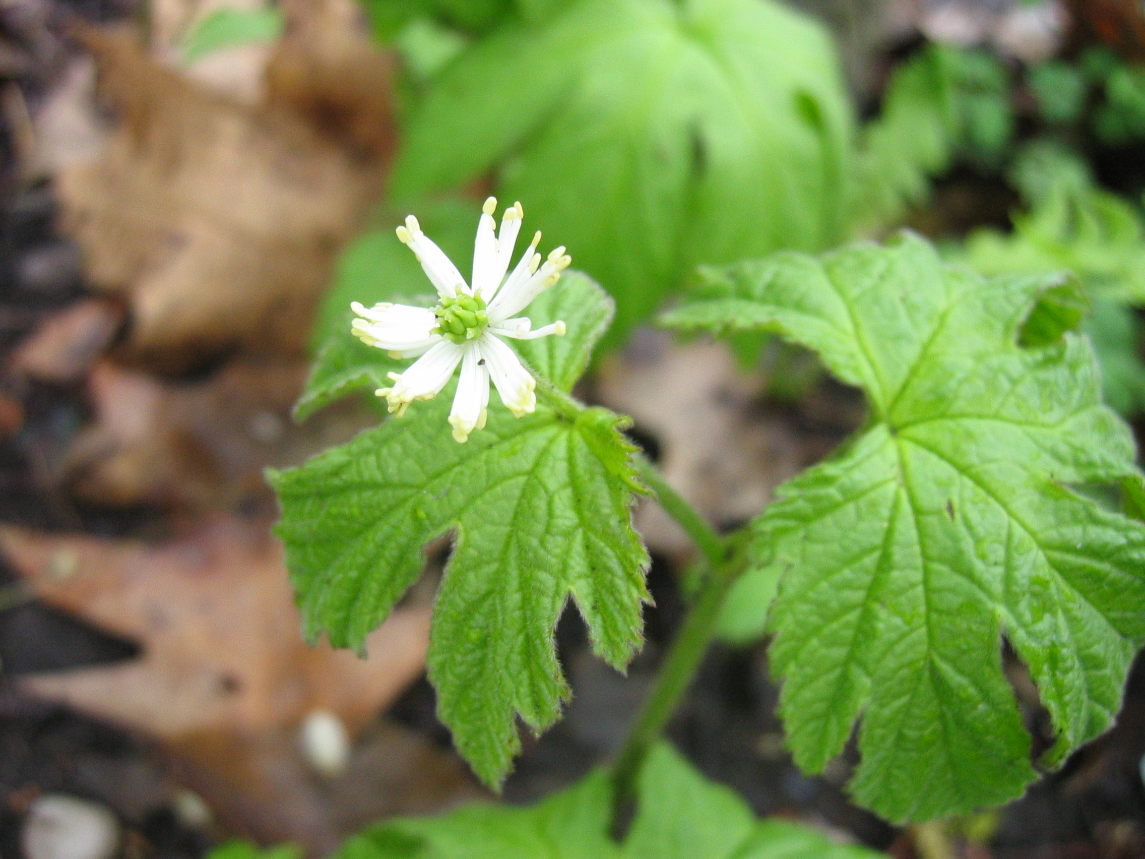 Goldenseal