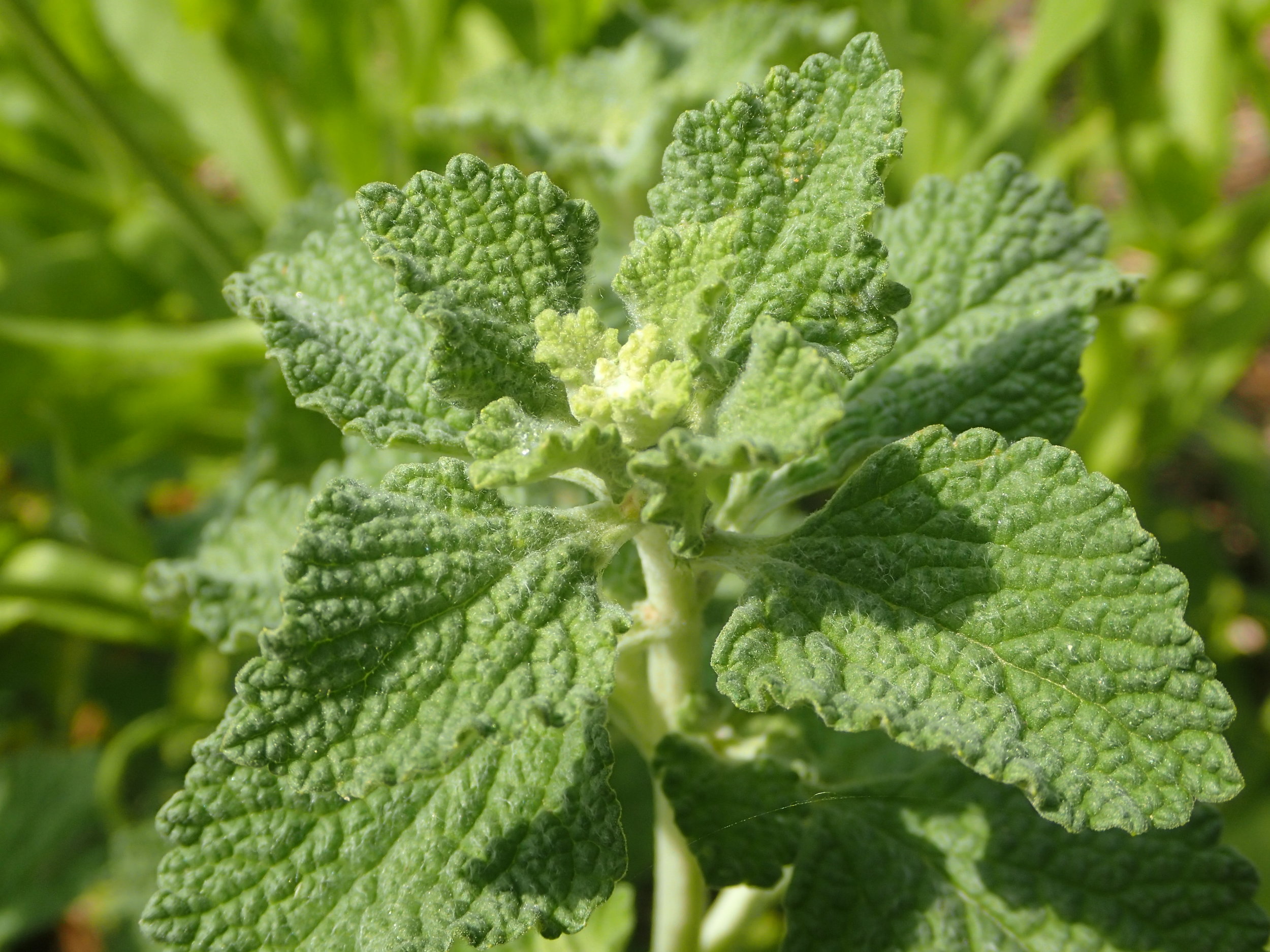 Horehound