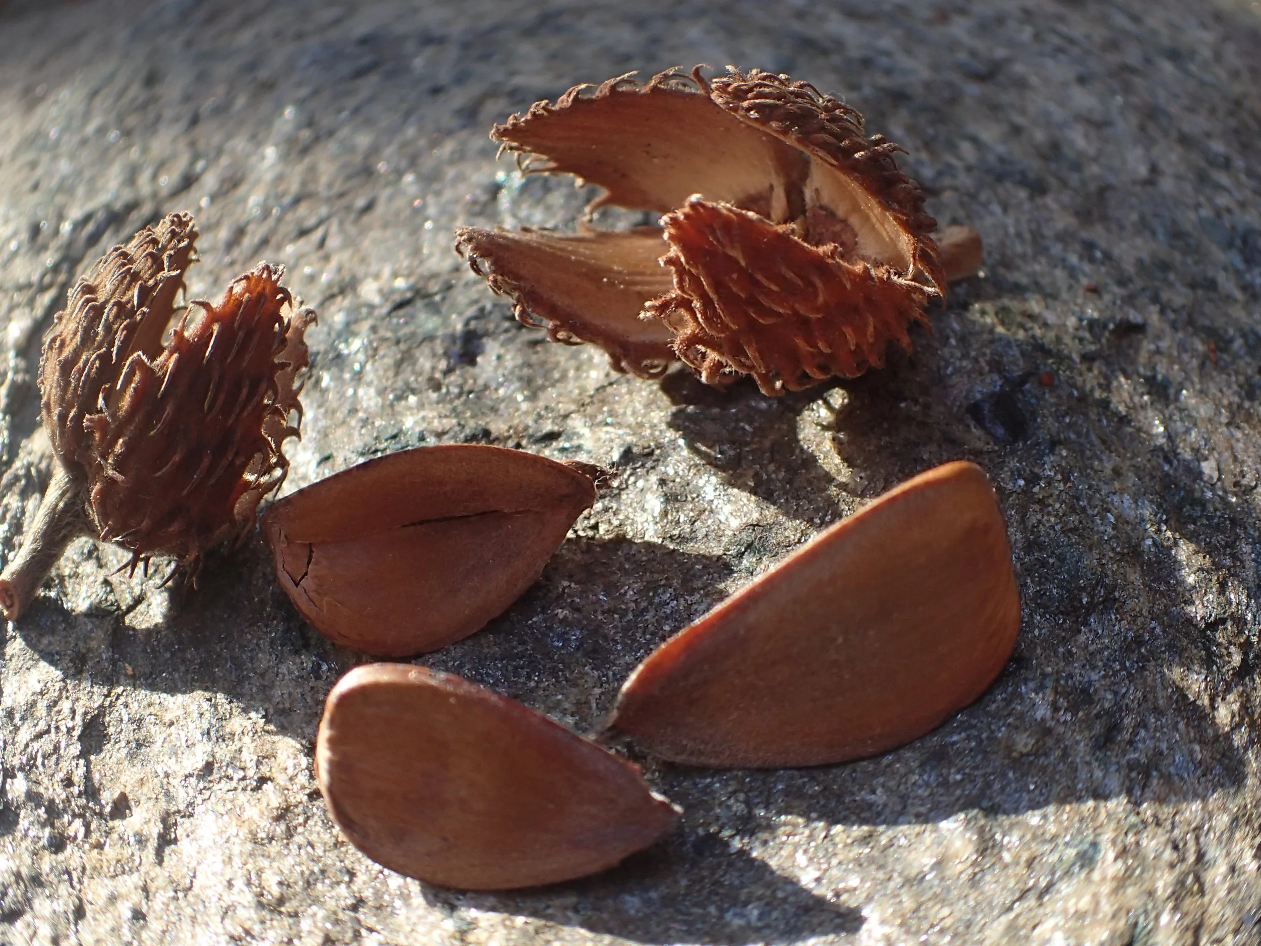 Beech nuts (American beech)