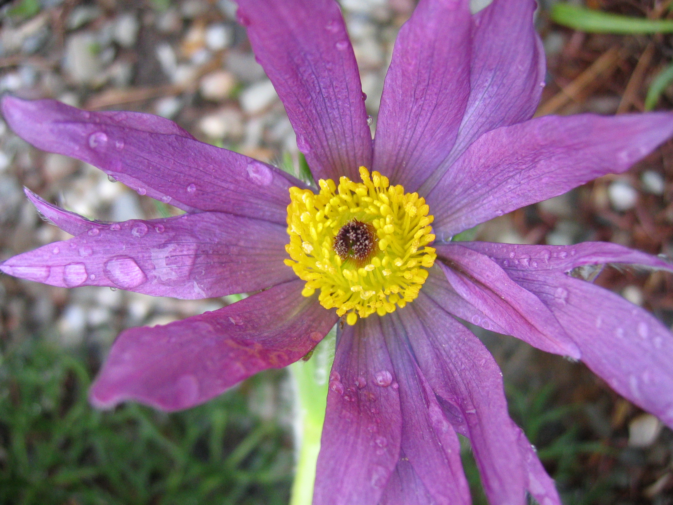 Pasque flower