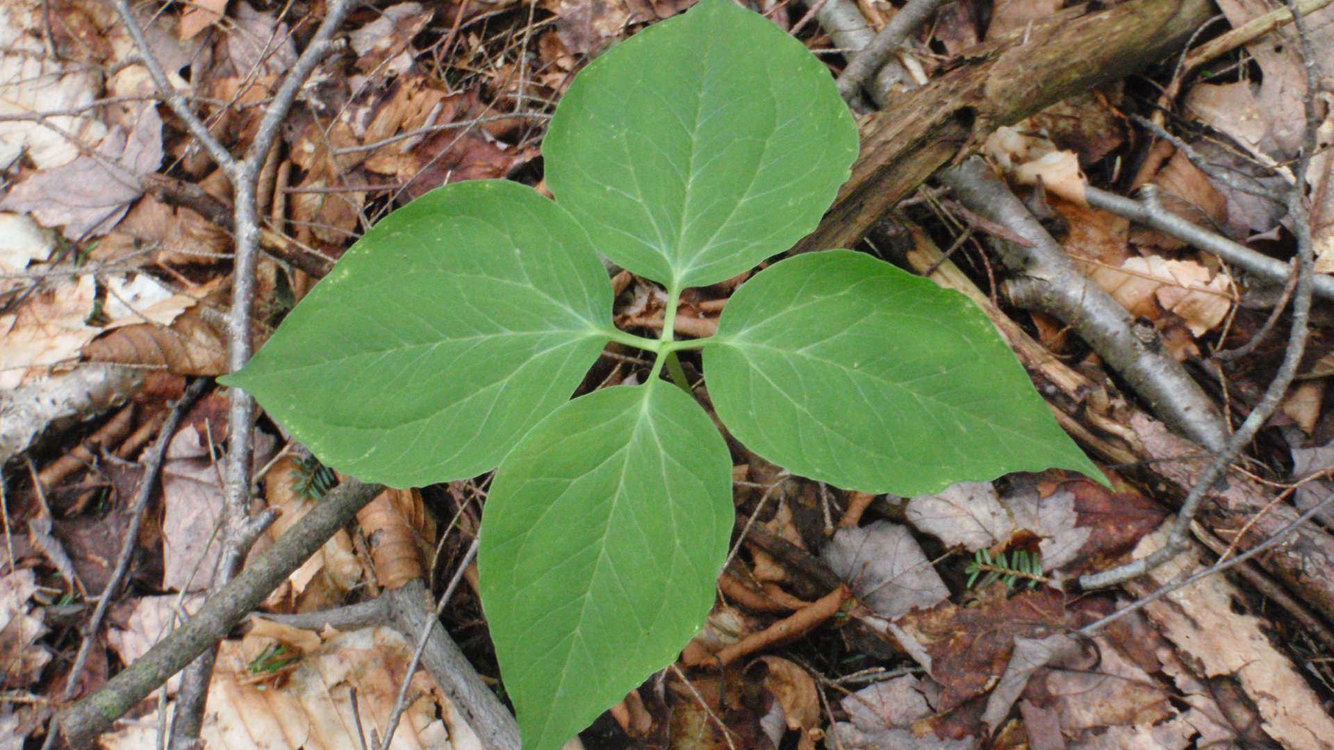 Mutant trillium with four leaves (I have dubbed it a quadrillium).  All of us are mutants but sometimes it is more obvious than others...