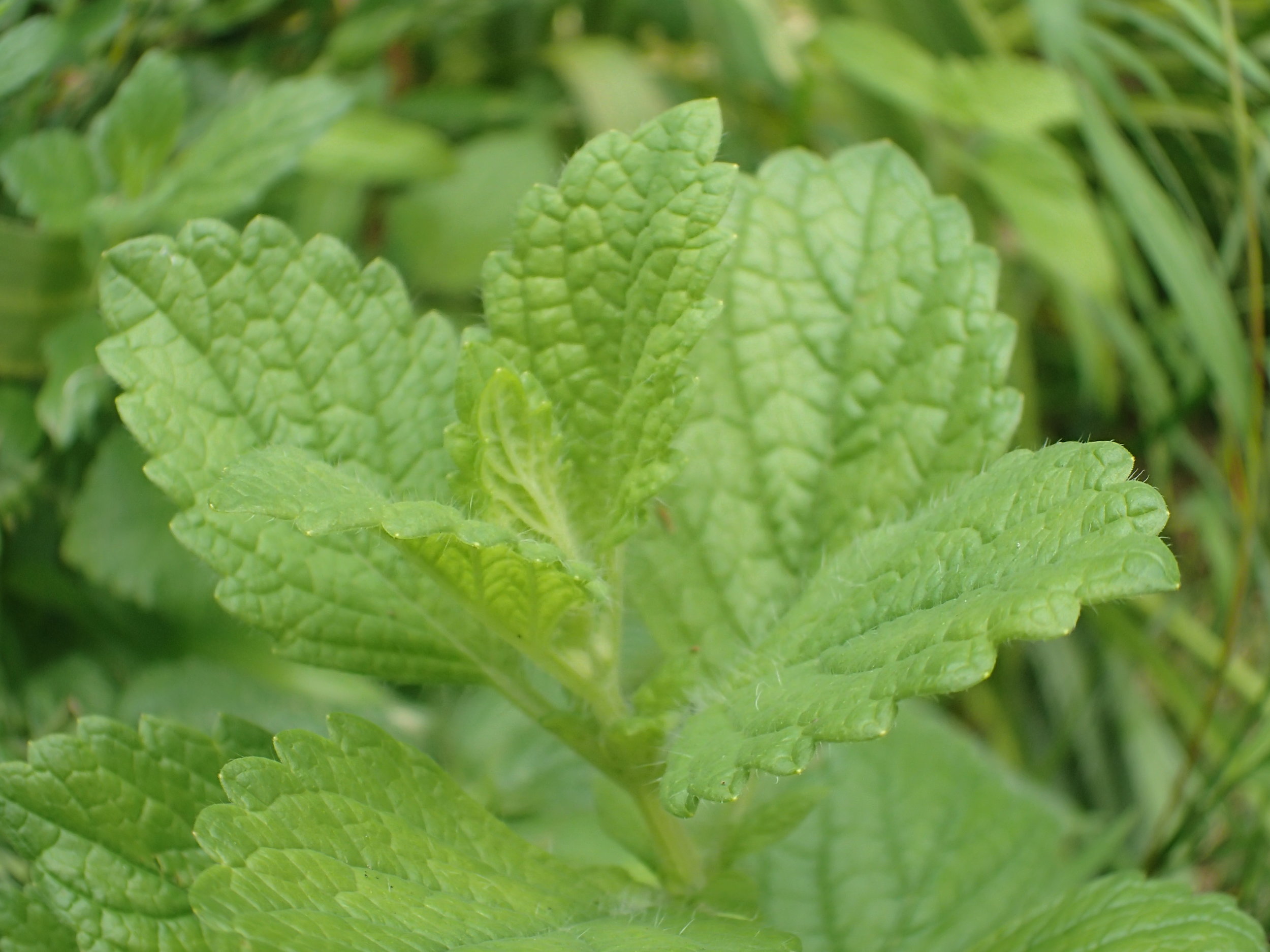 Lemon balm