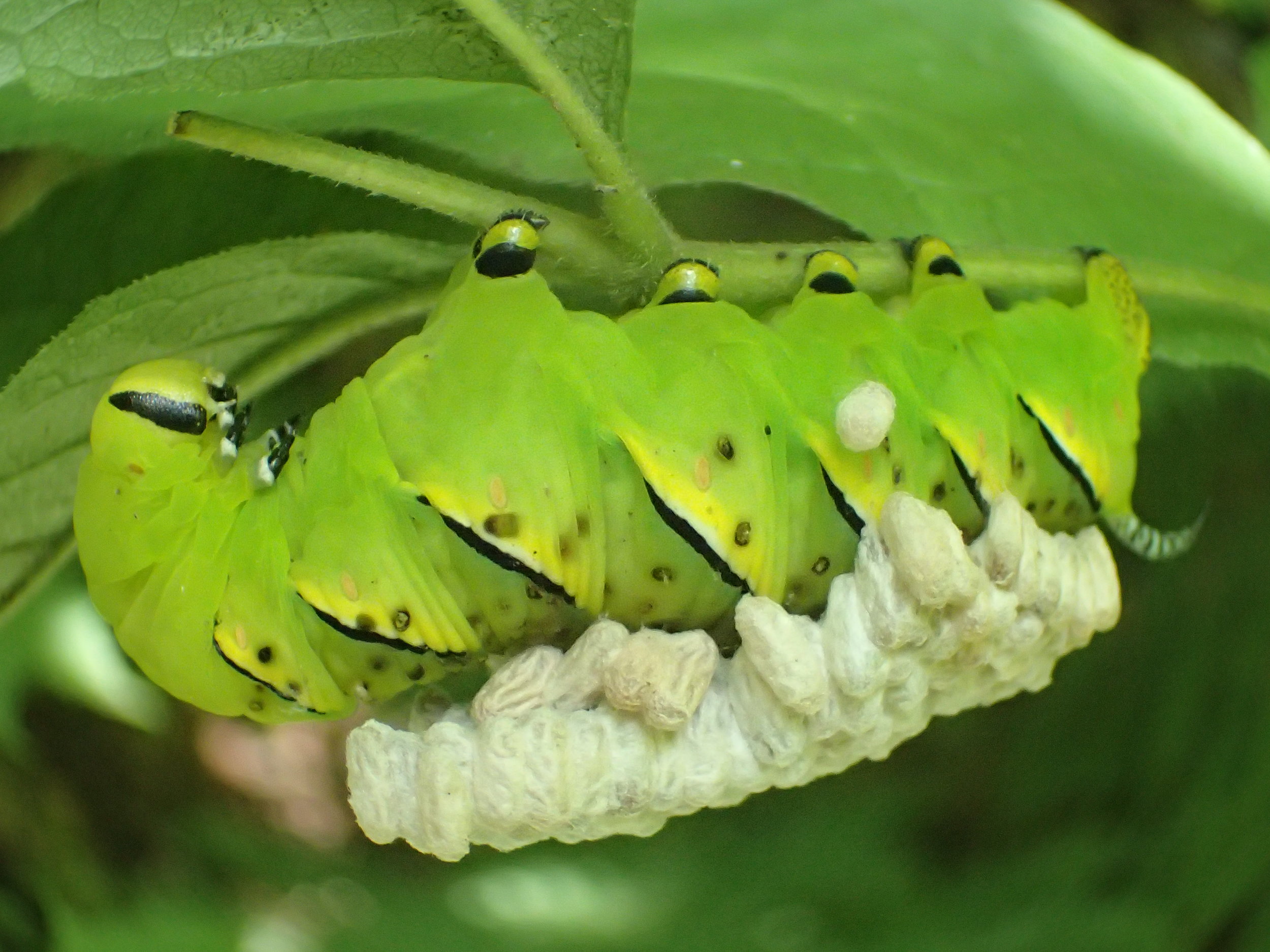 Spicebush and friends