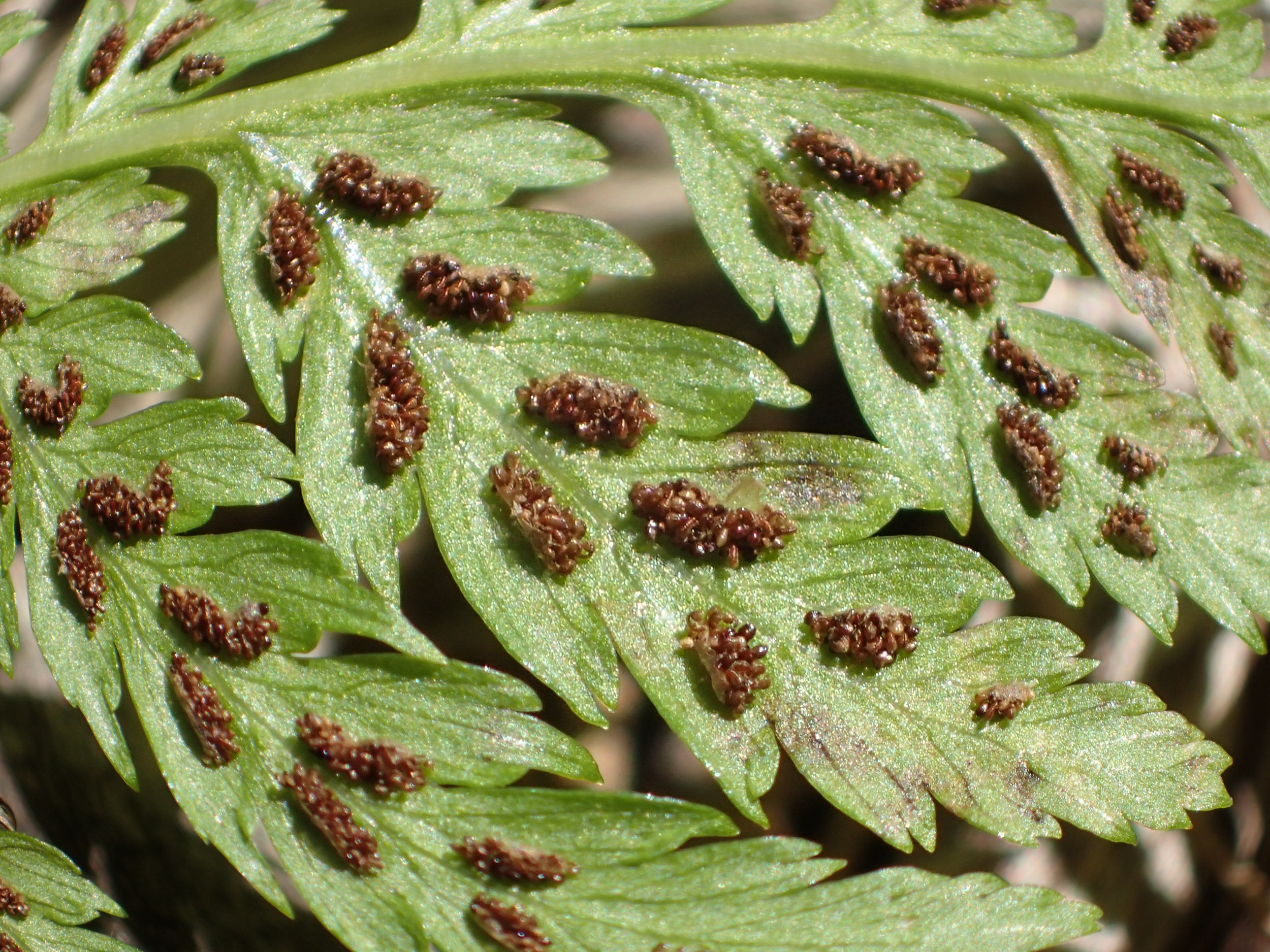 Lady fern