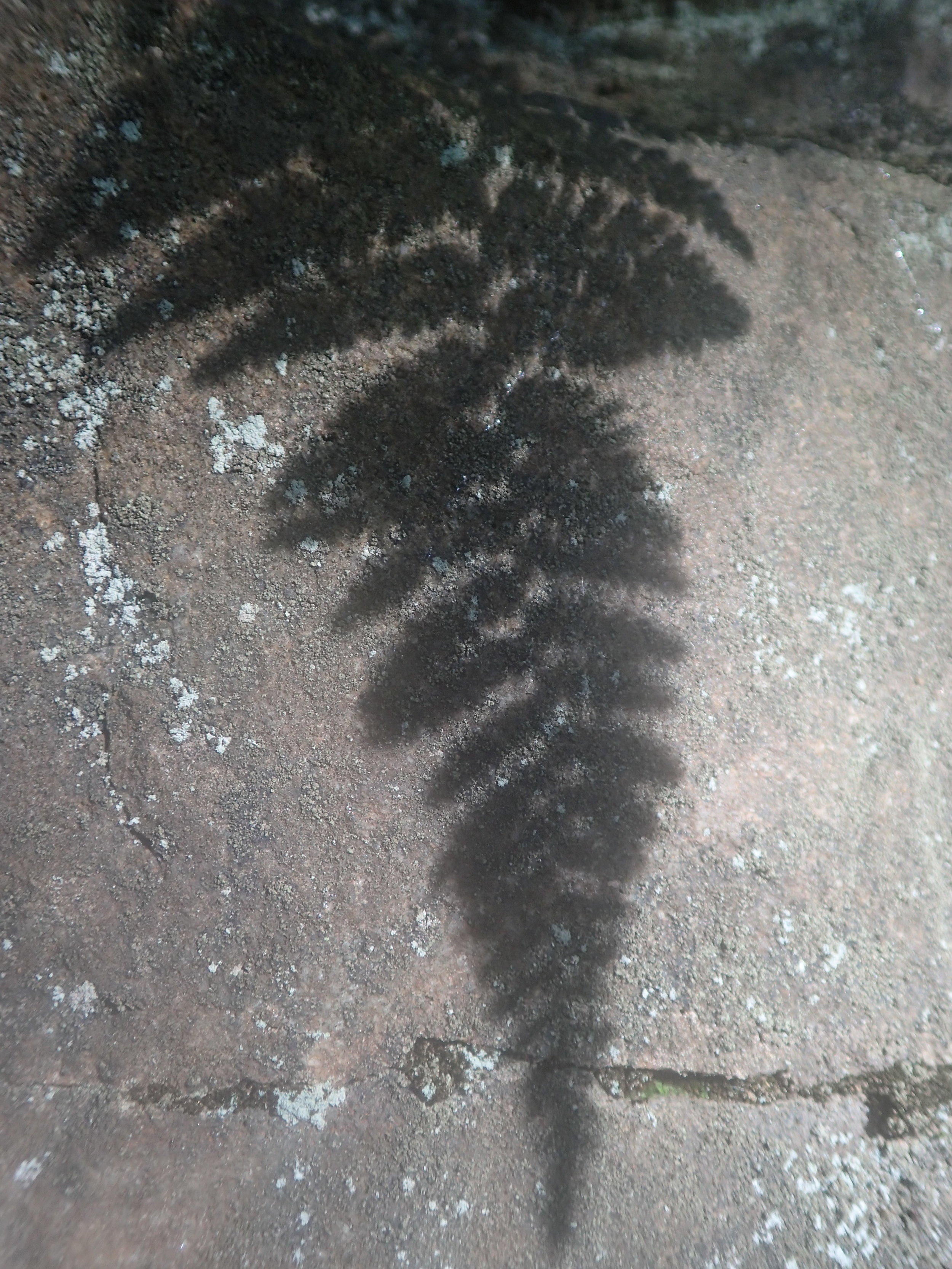 fern shadow