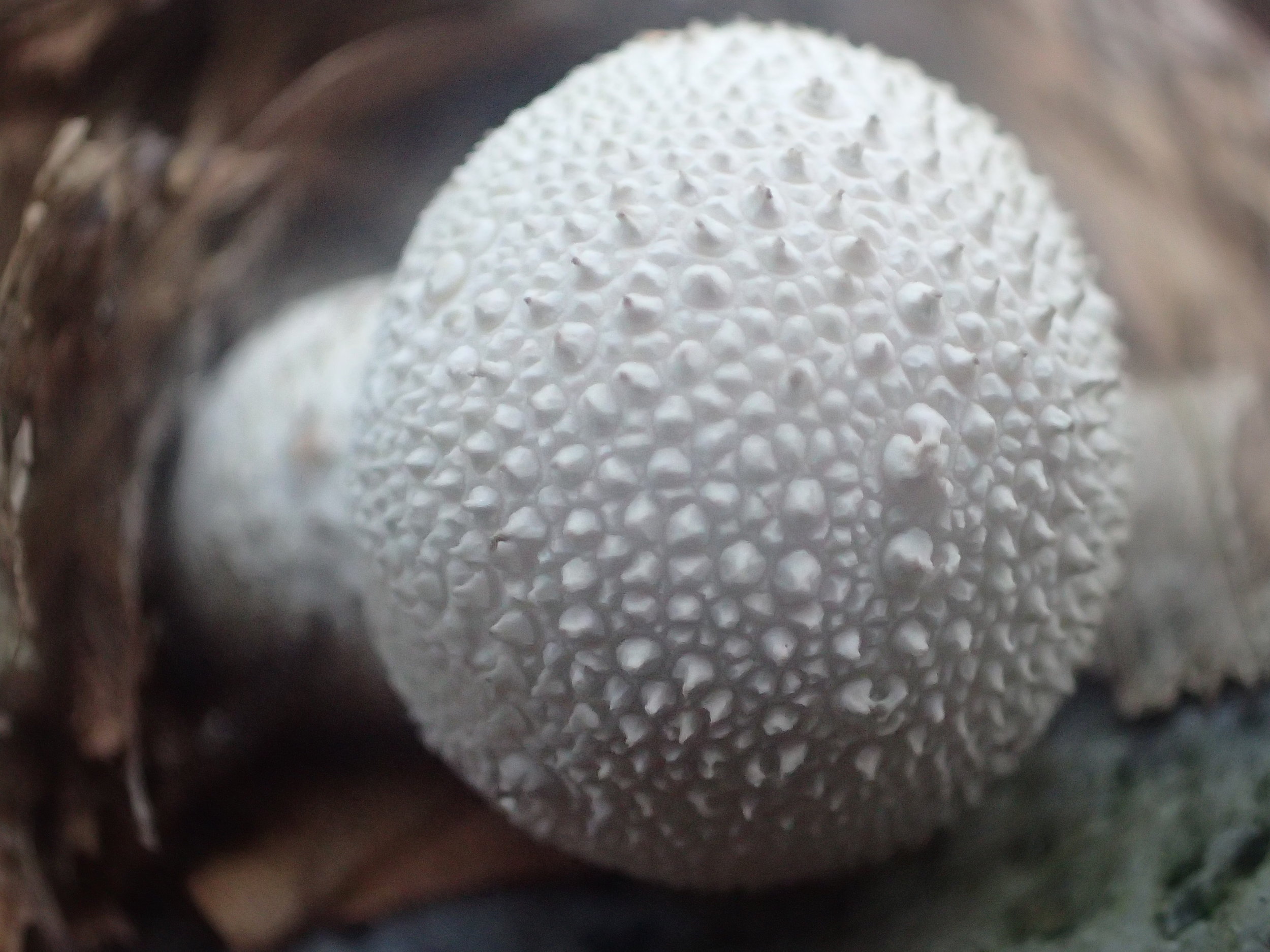 Gem-studded puffball