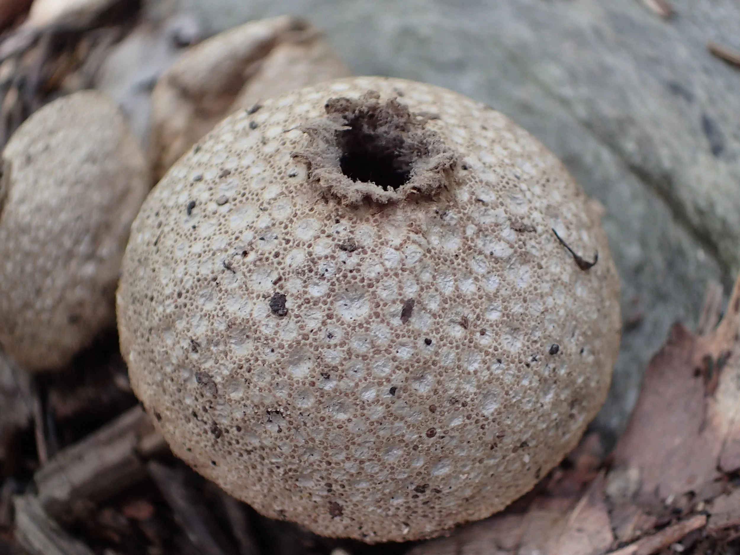 Puffball matrix