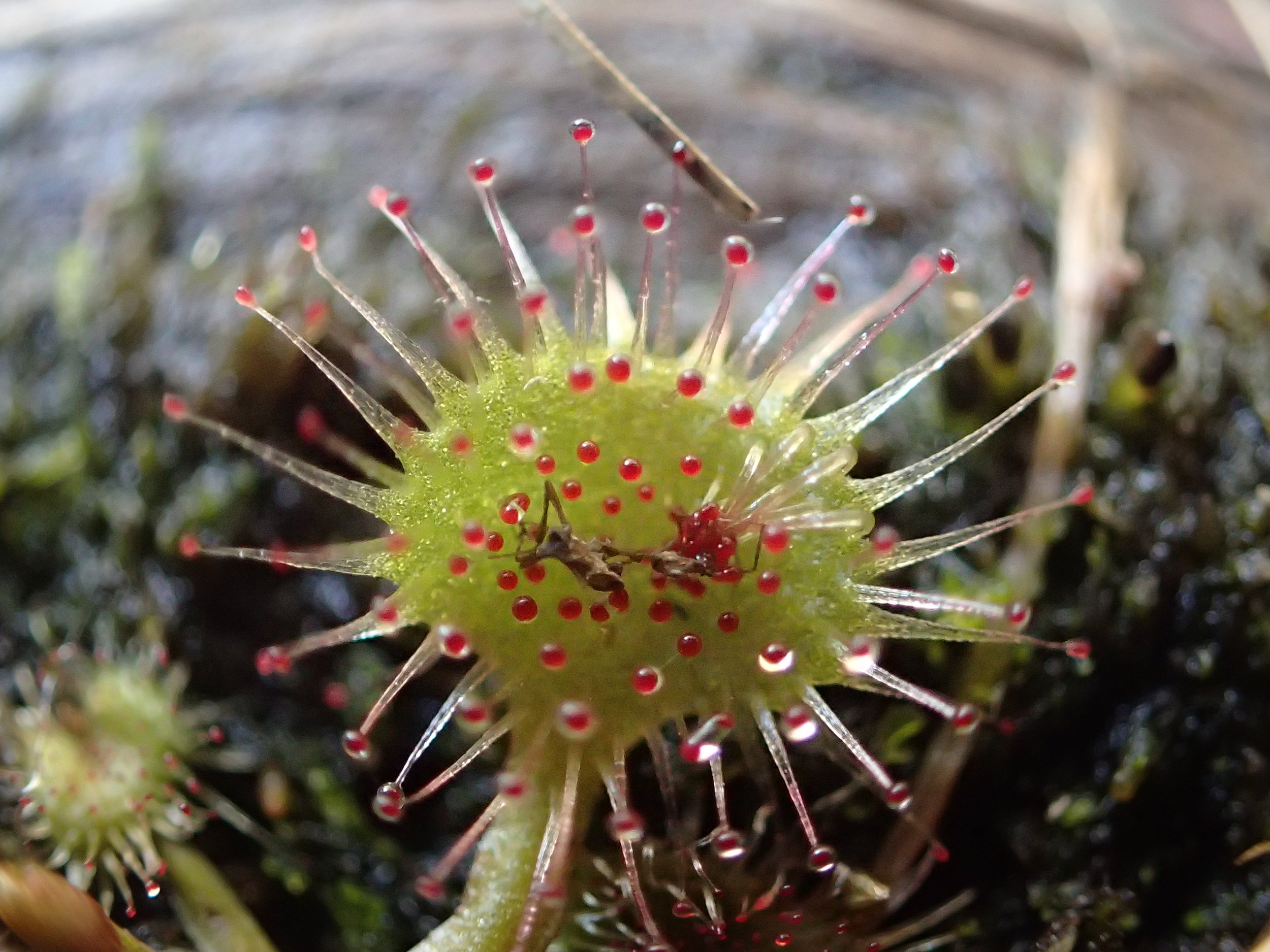 Wondrous sundew