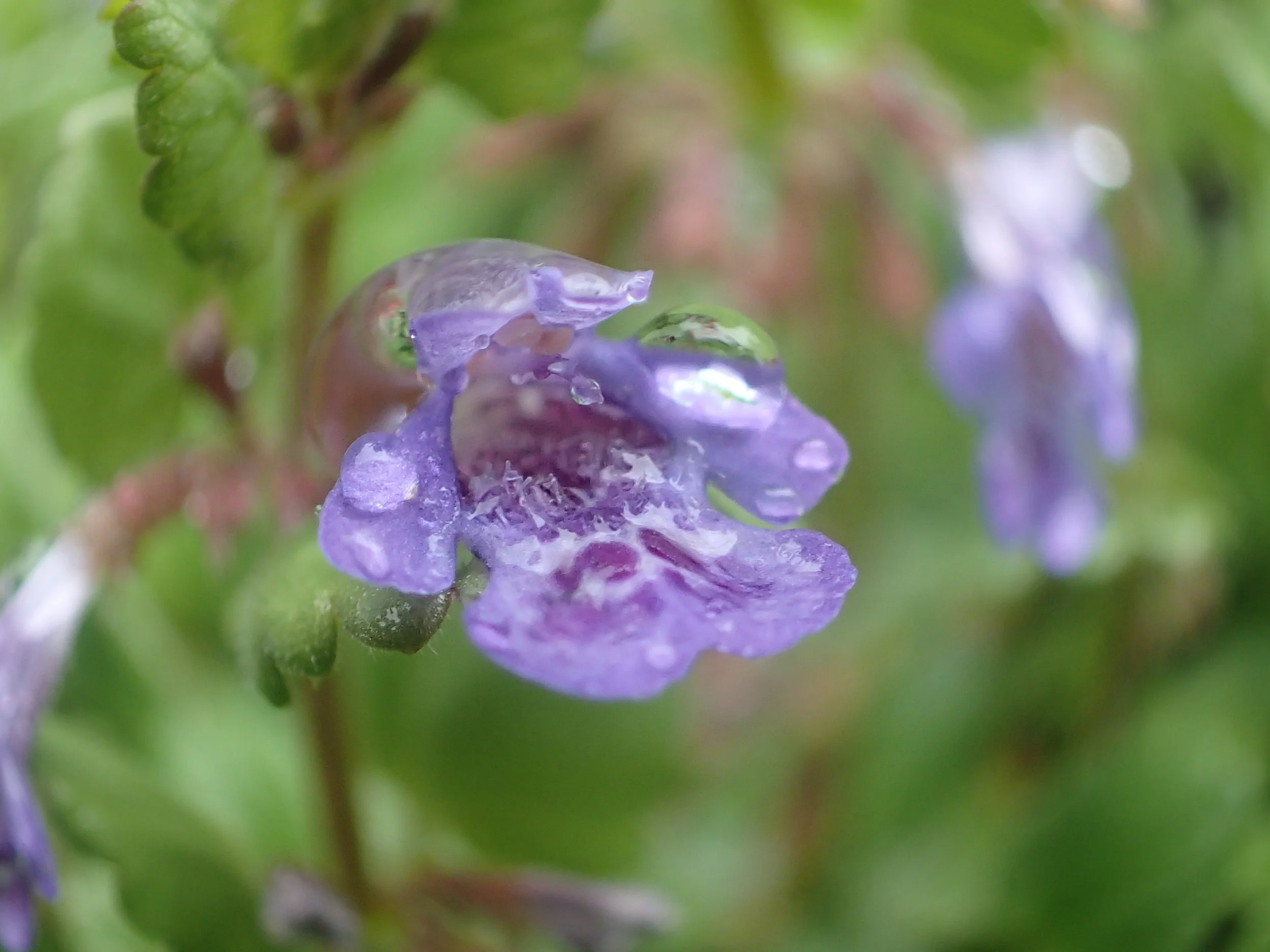 Ground ivy 