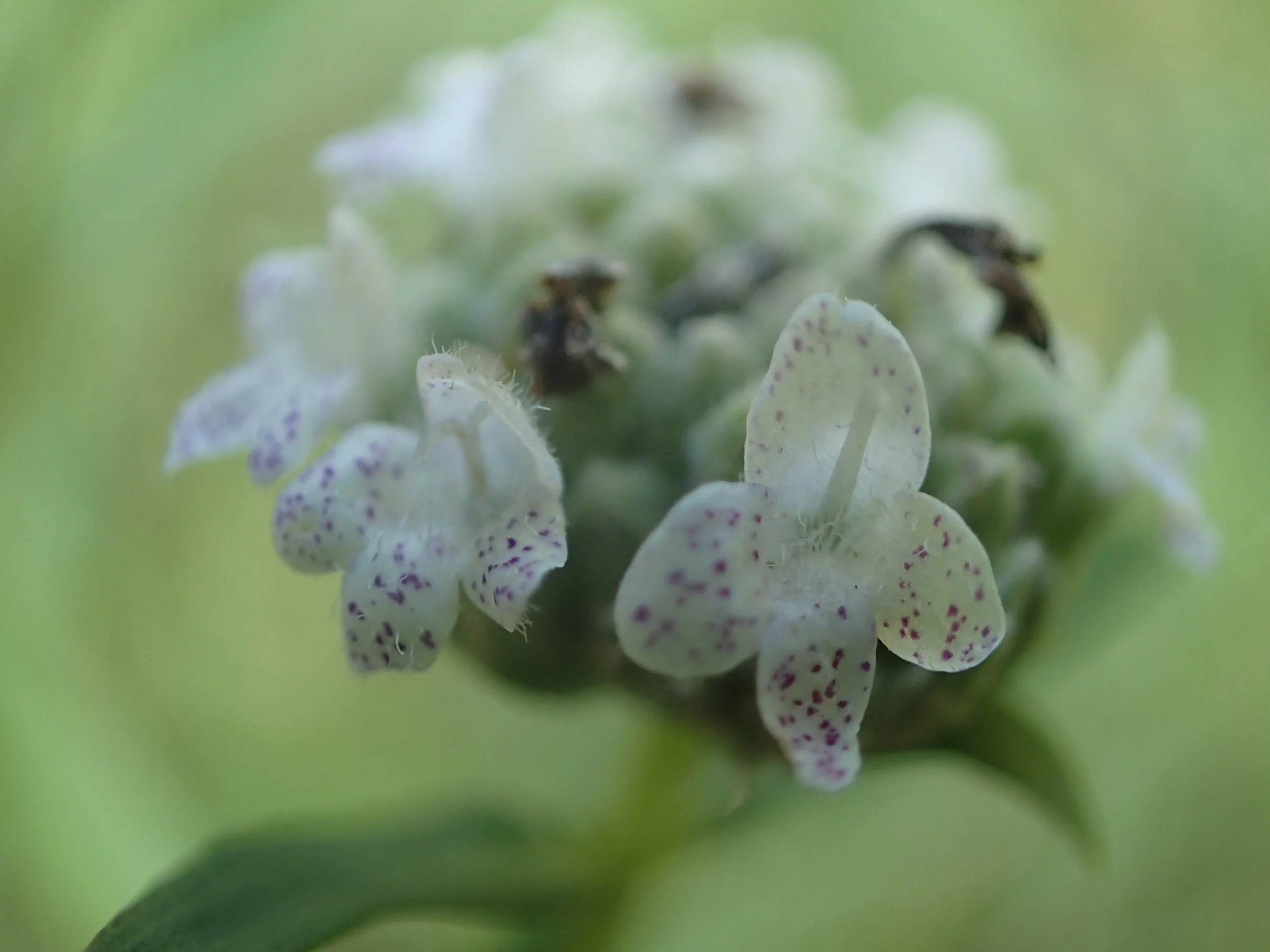 Mountain Mint