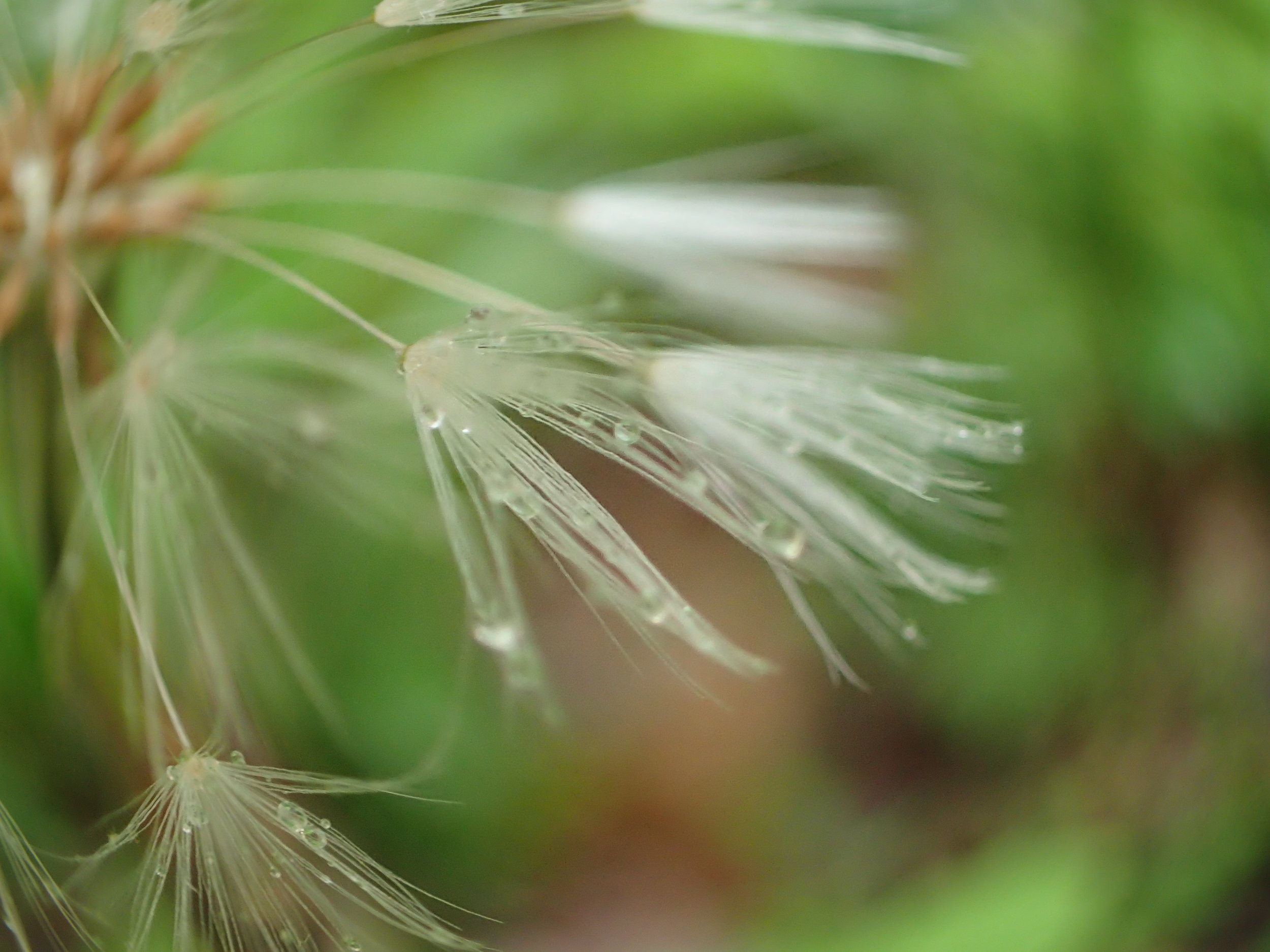 Dandelion seeds ready to fly