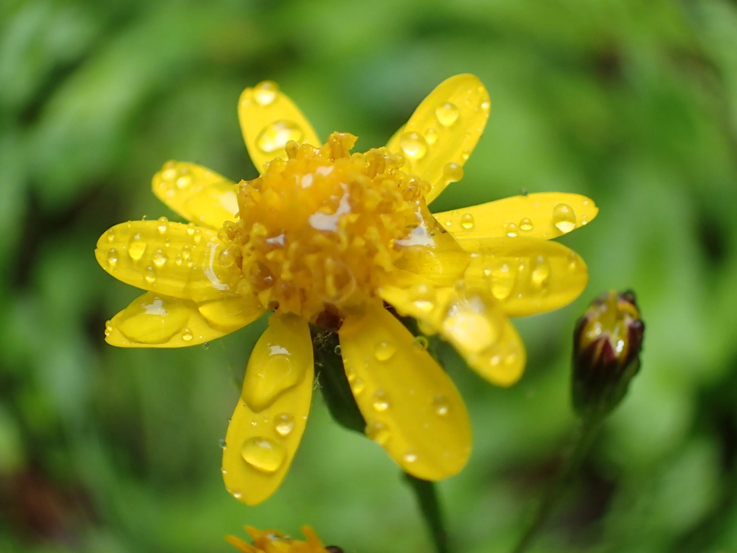 golden ragwort