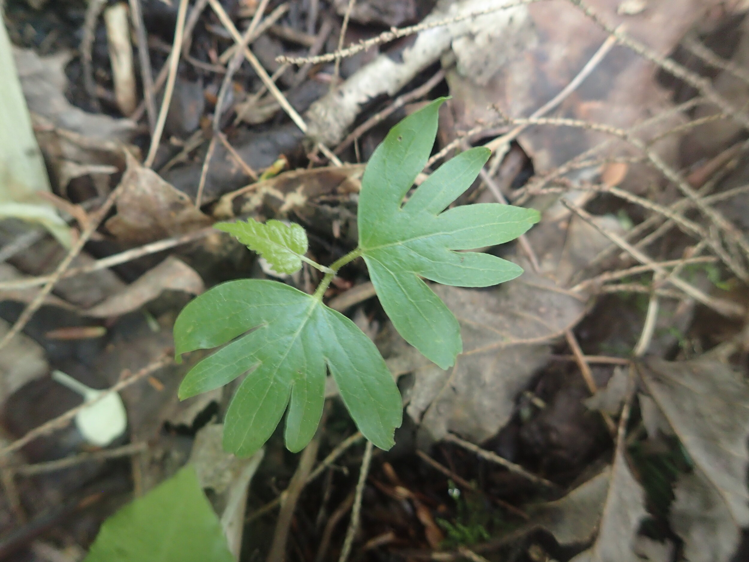 American basswood (linden) seedling with cotyledons: some plants look very different as babies