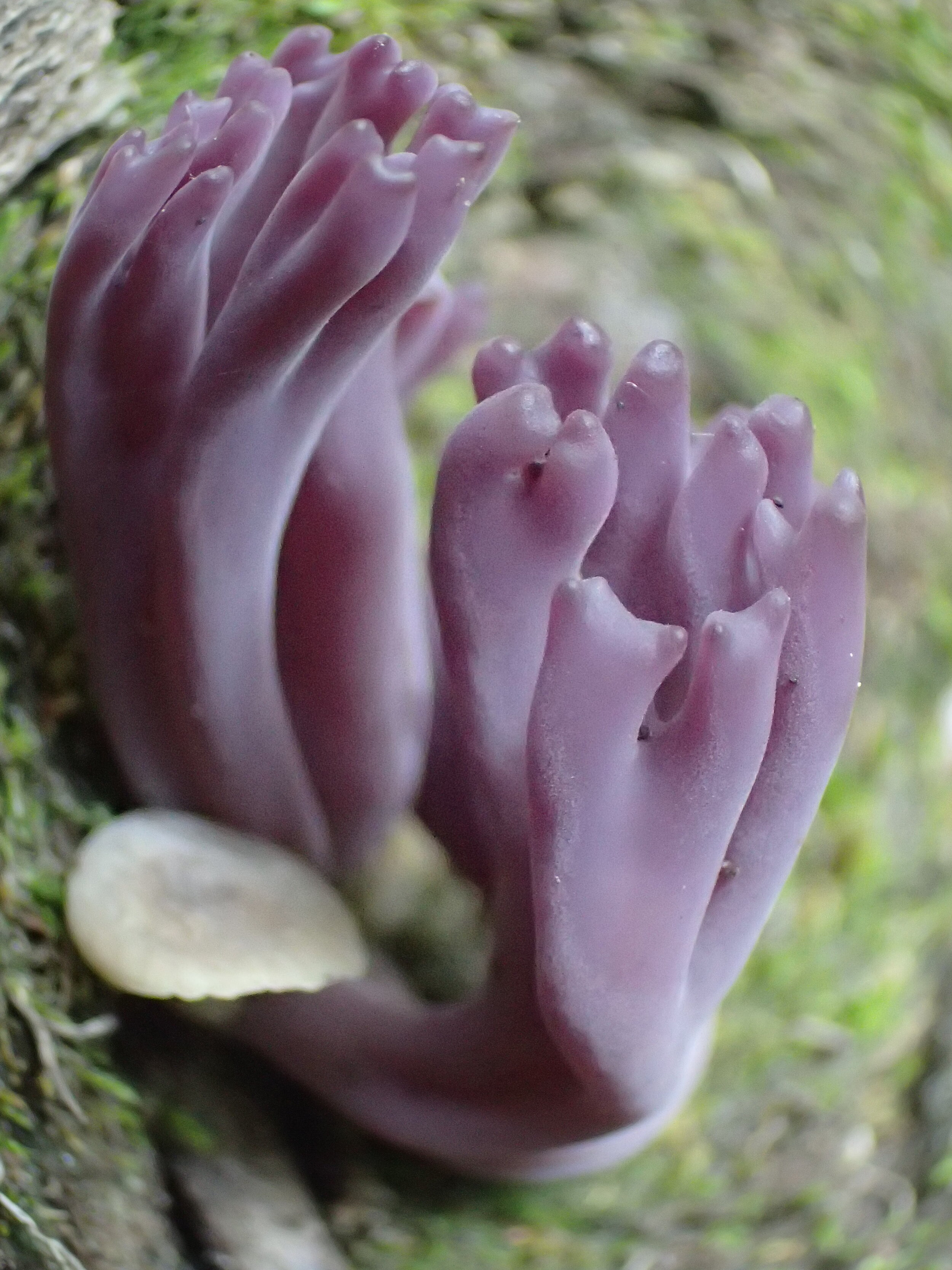 Magenta coral fungus