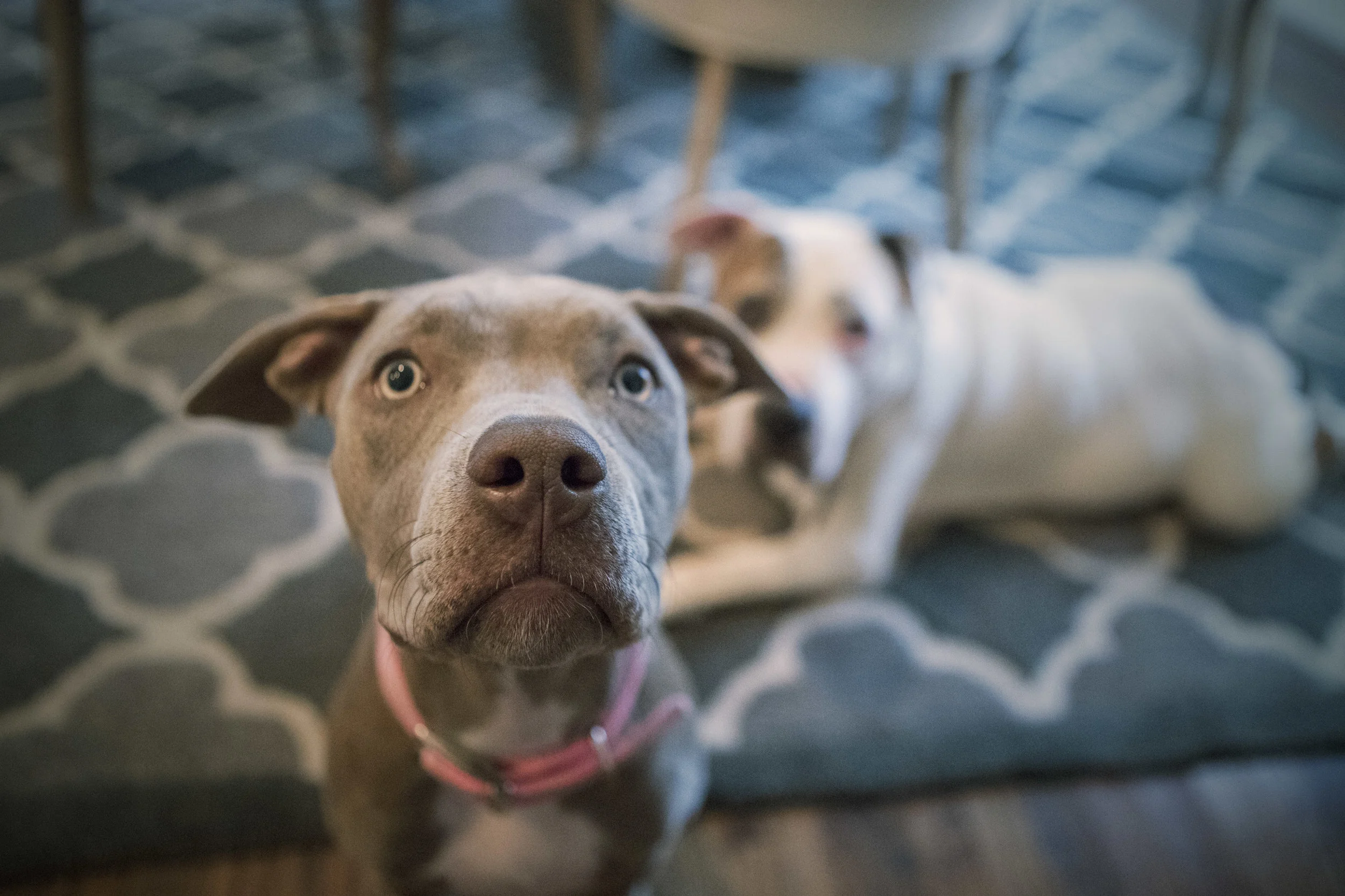 Officially Meet Nova 