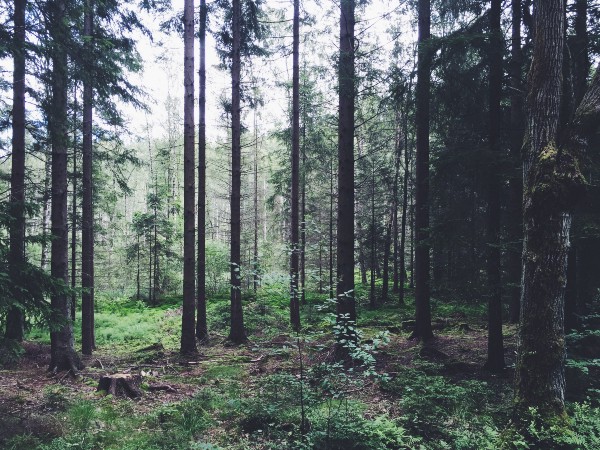 Skatås