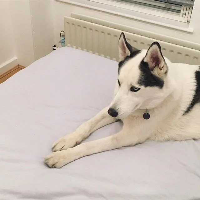 Adopting Hyko — five months on