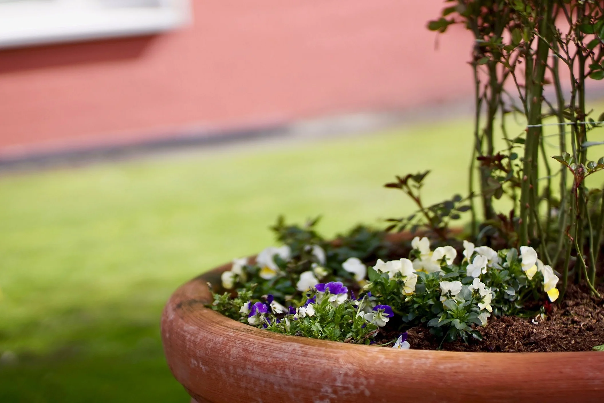 Mini Garden