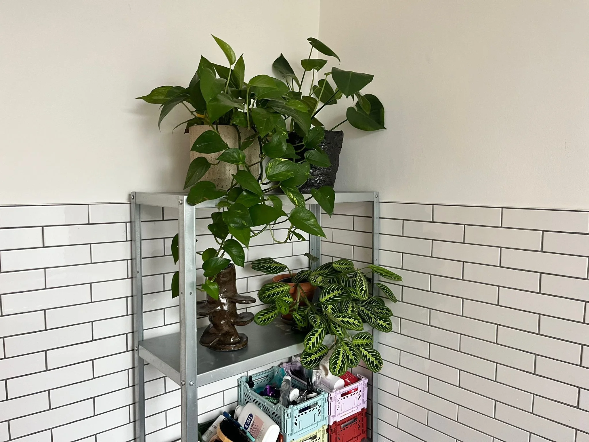 WhatsApp Image 2026-02-06 at 11.34.59 AM.jpeg