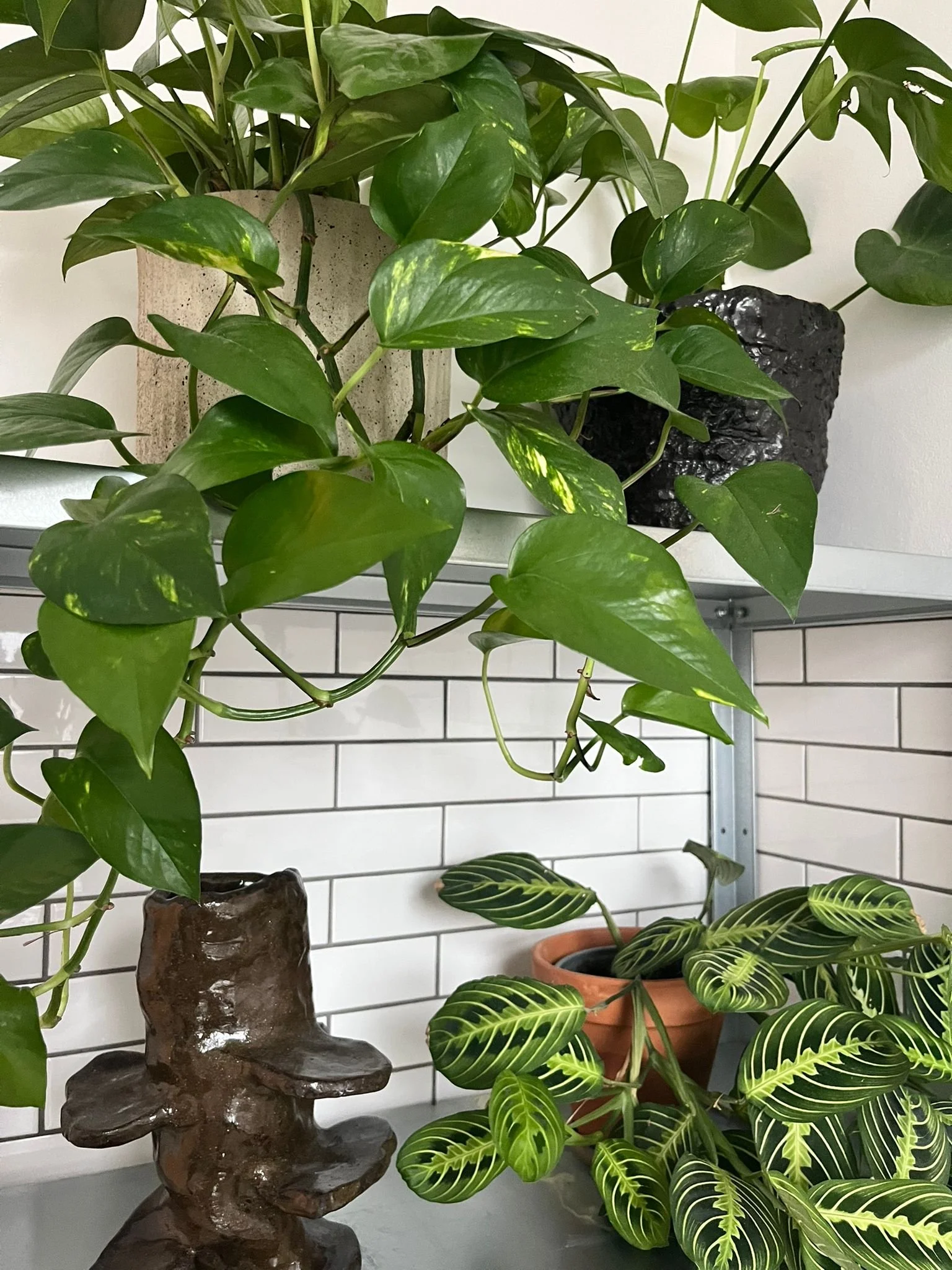 WhatsApp Image 2026-02-06 at 11.35.25 AM (1).jpeg