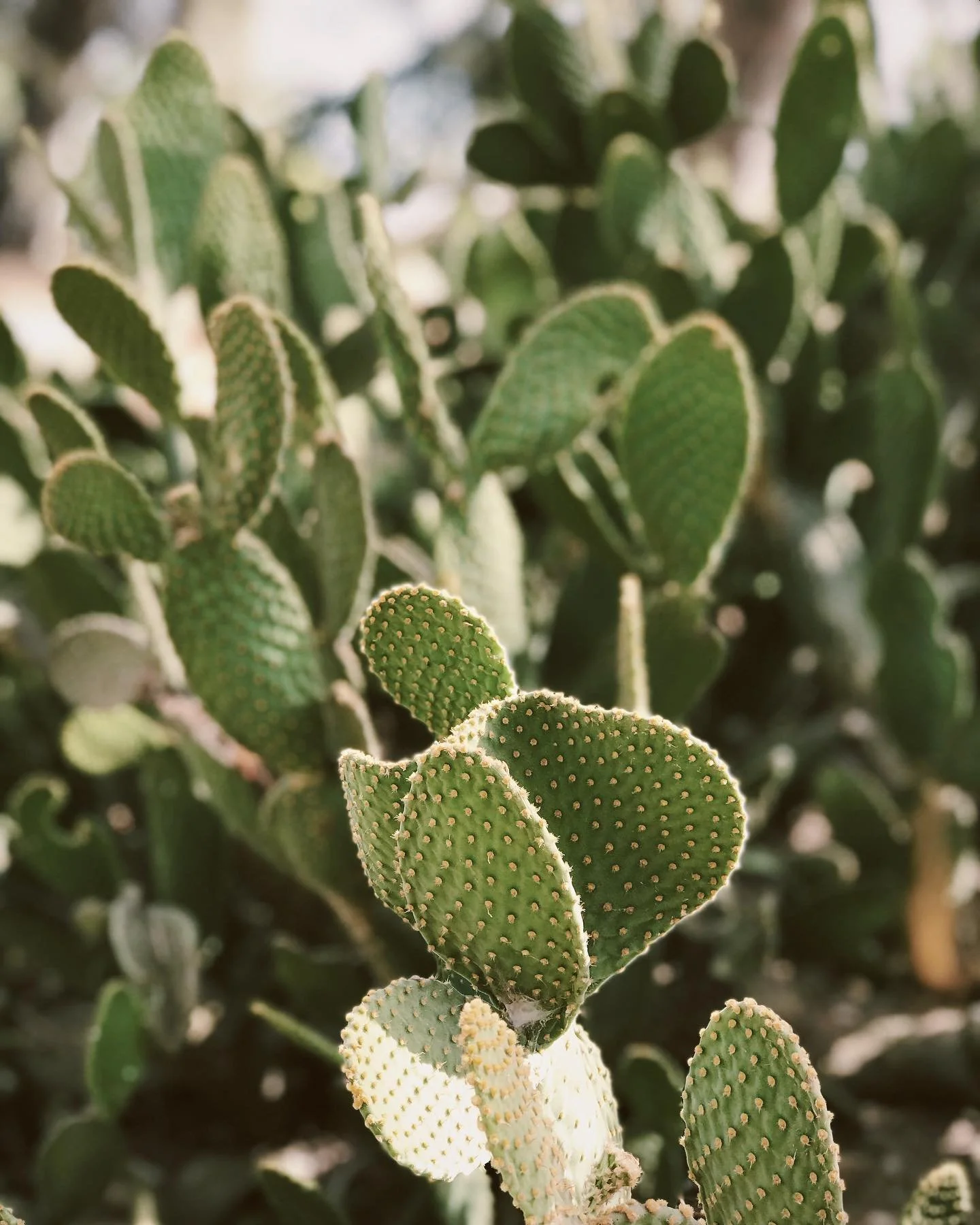 🍒 Valley ♥️
#cherryvalley
#california 
#highlandspringsranch 
#wedding
#vscocam 
#cactus