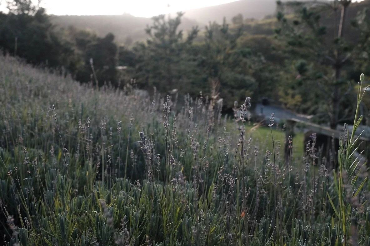 Garden beauties 💟
Wicklow’s charm extends beyond its landscapes, as this corner of Ireland is rich in history, folklore, and warm hospitality. Local villages like Enniskerry and Laragh are filled with cozy pubs, friendly locals, and artisans