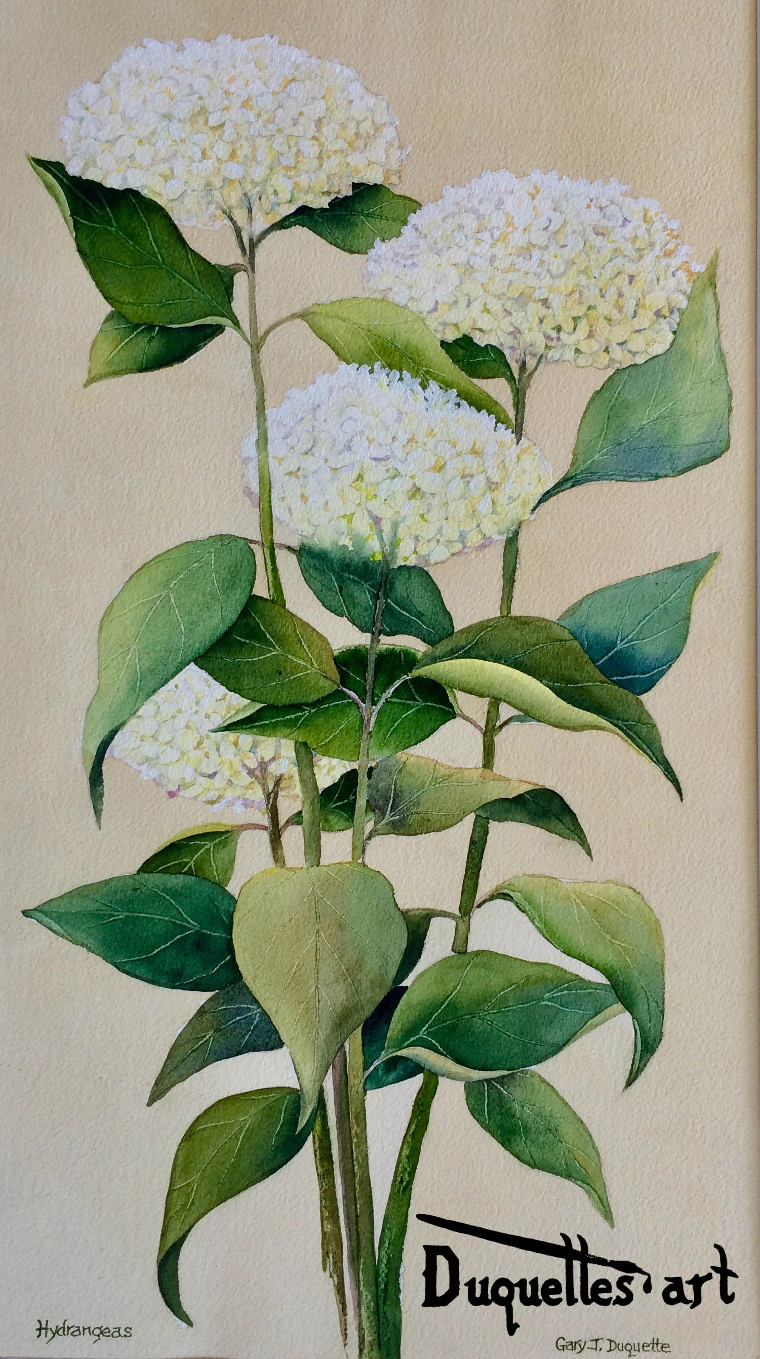 Hydrangea