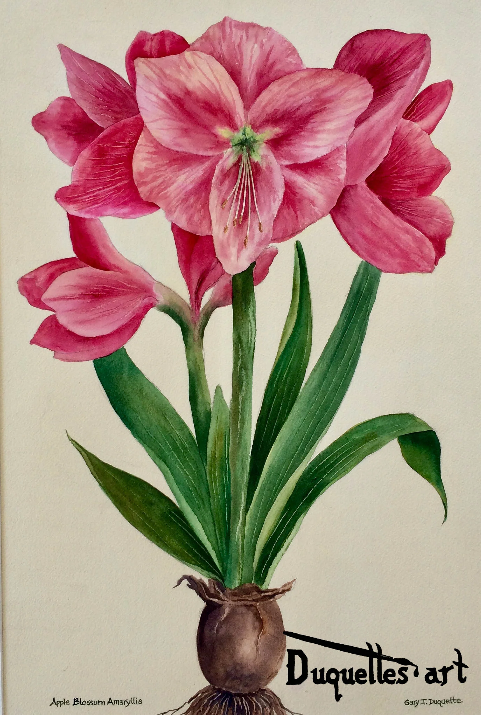 Amaryllis