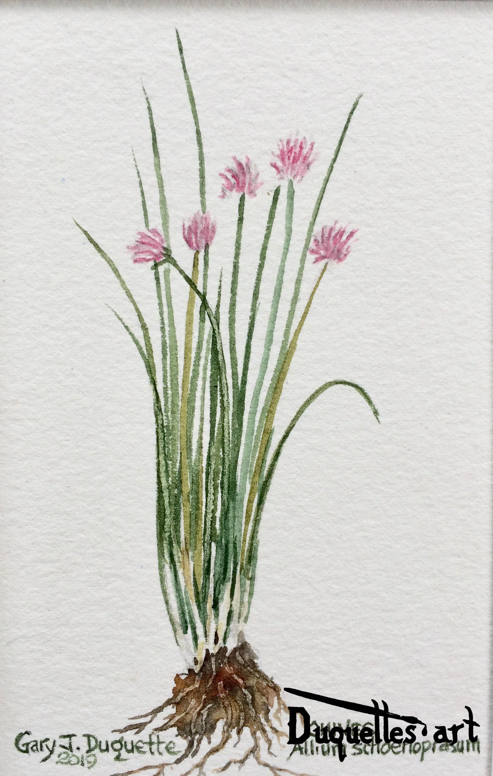 Chives