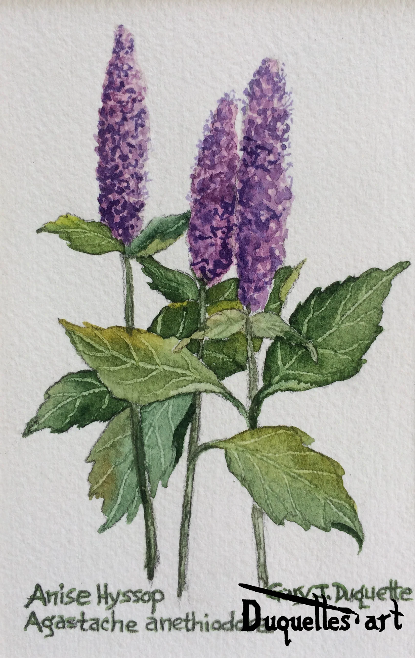 Anise Hyssop