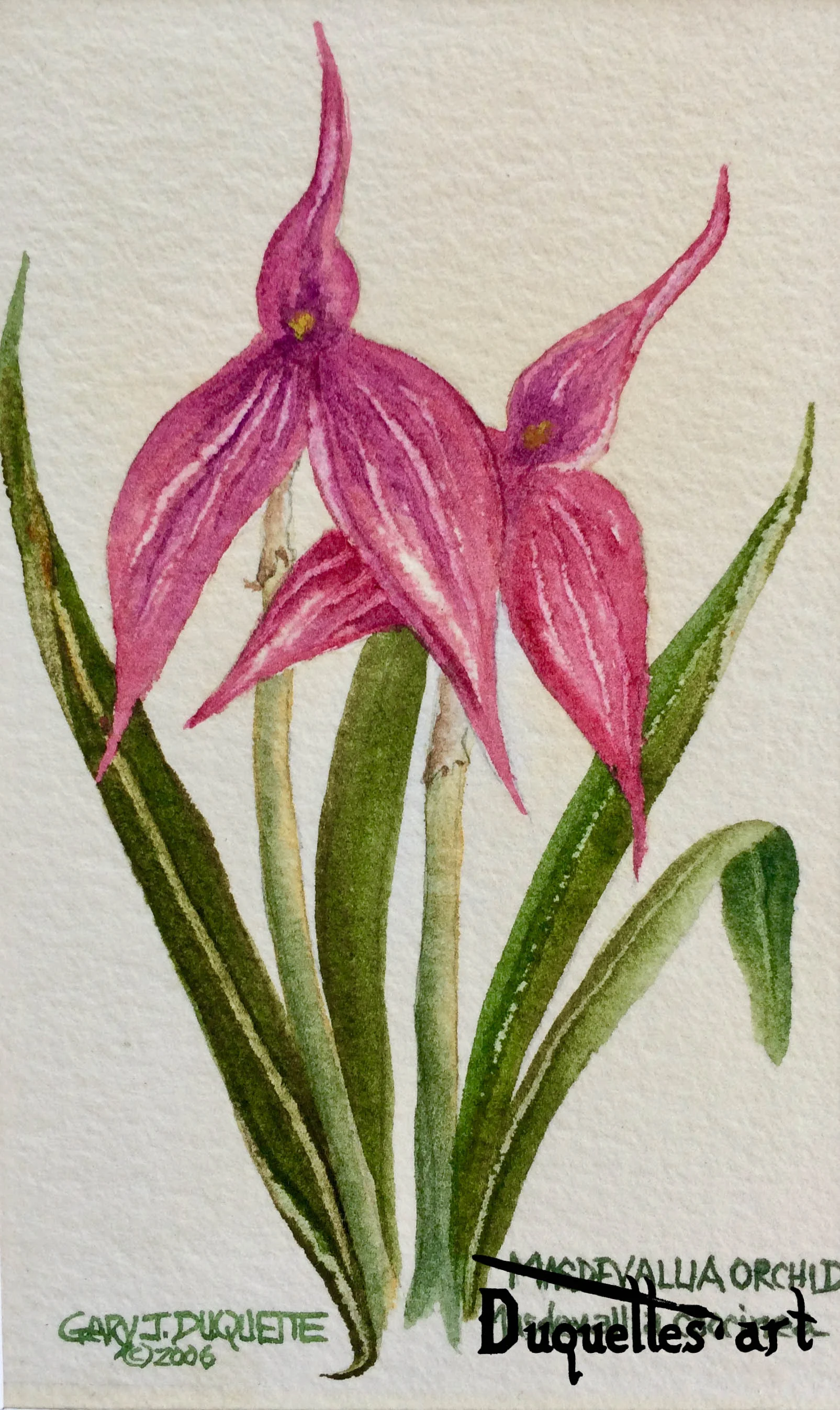 Masdevallia Orchid