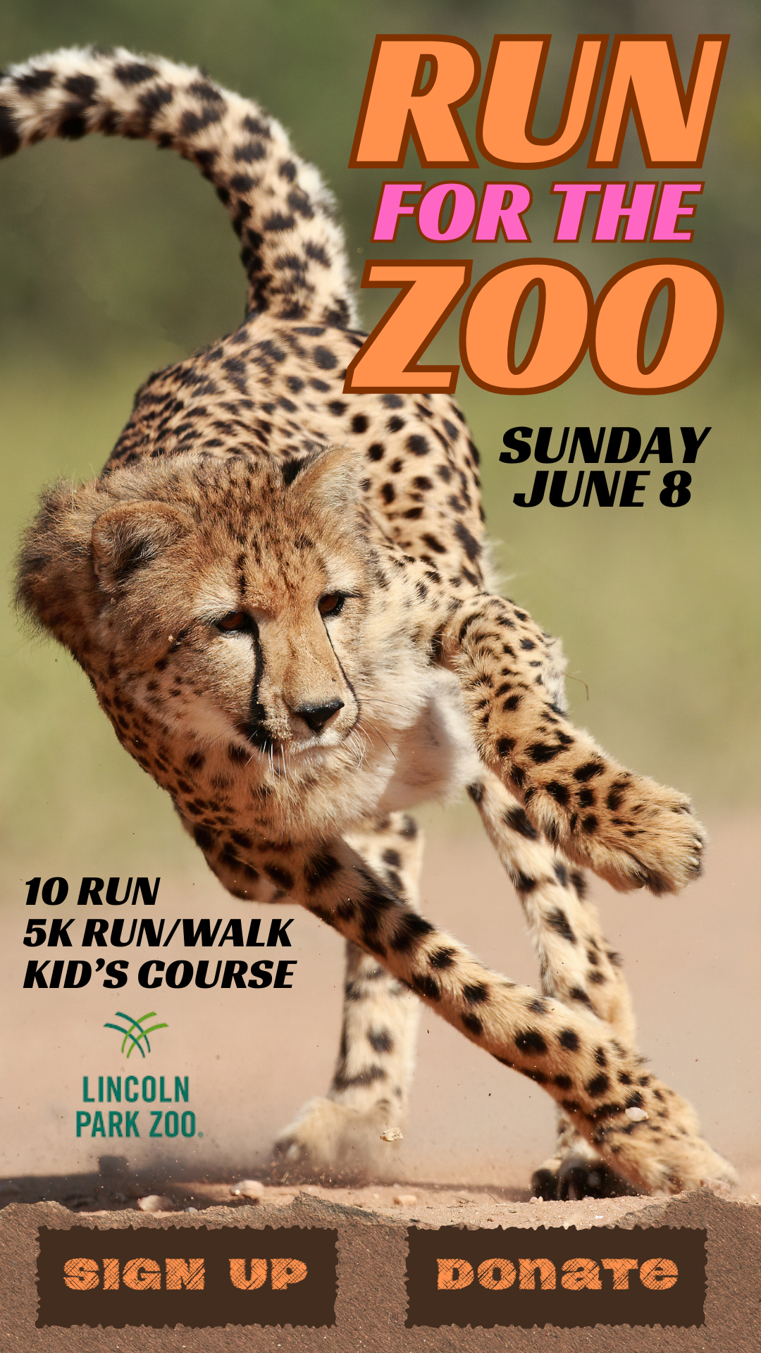 A cheetah running in a natural habitat with event details overlaid for a zoo fundraiser. Text includes "Run for the Zoo" on June 8, and registration options.