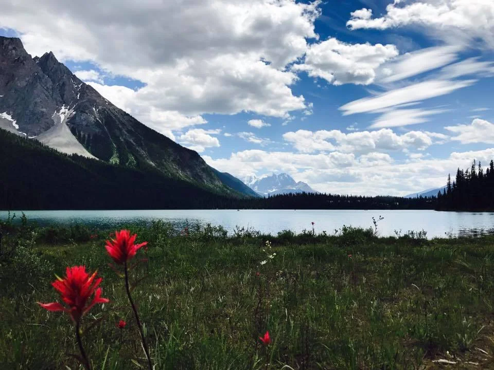Red paintbrush was so pretty along the lake.