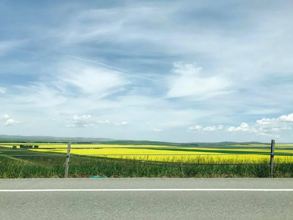One of the coolest things about the trip between St. Mary and Calgary is the bright yellow fields of canola. 