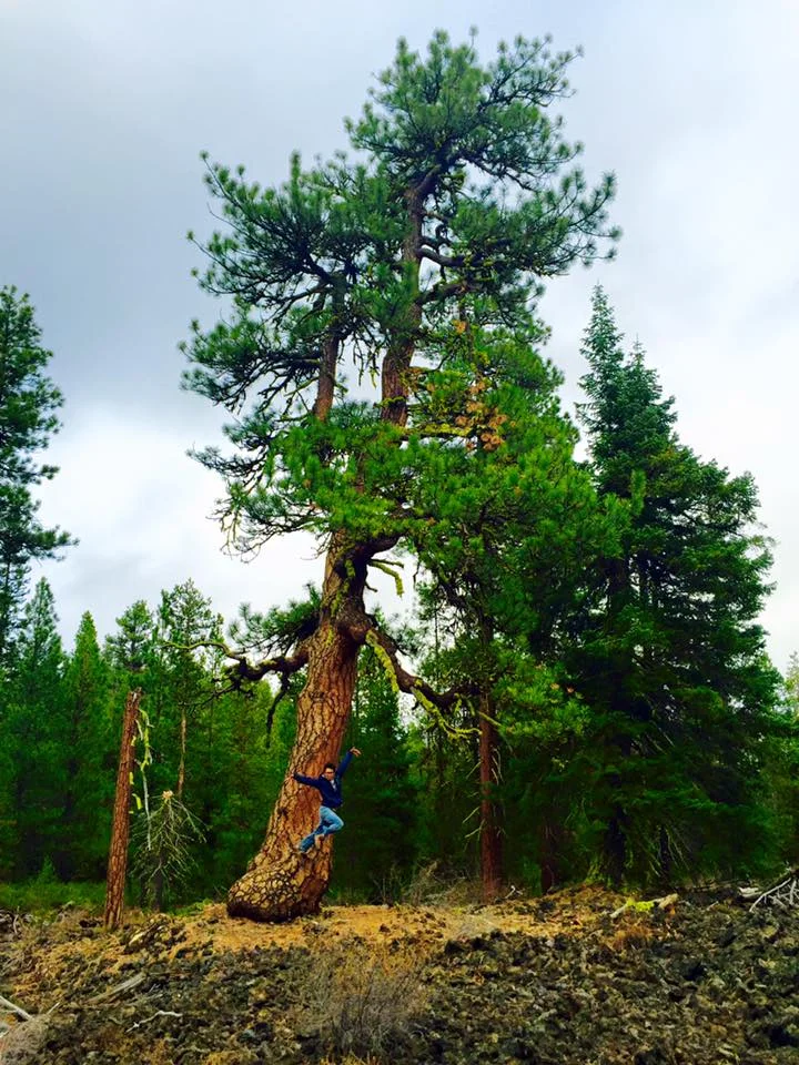 Ponderosa growing out of the Big Obsidian Flow