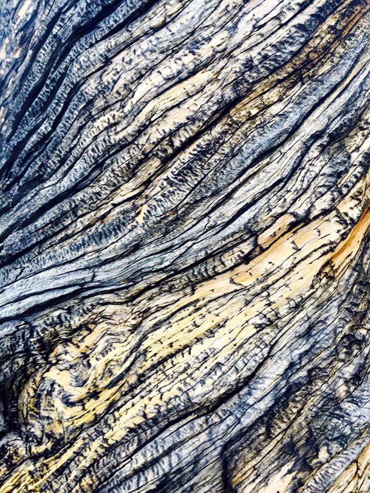 Close up of bark from a lava cast forest tree. 