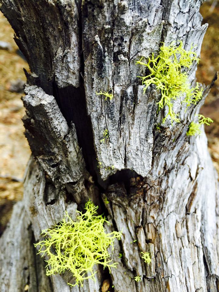 I love lichens and the Wolf Lichens in the Lava Cast forest are so darn cute. 
